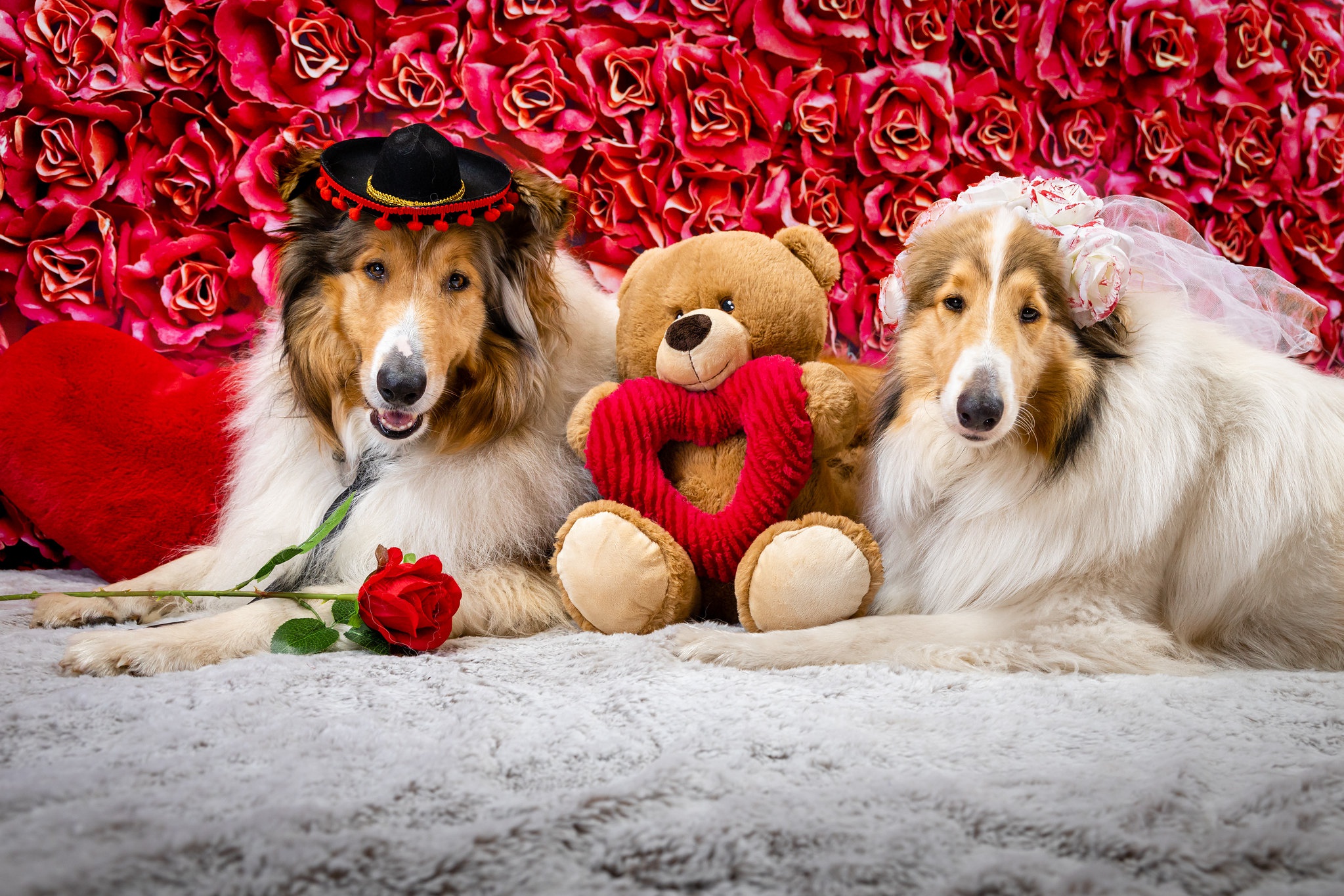 Download mobile wallpaper Dogs, Teddy Bear, Couple, Dog, Animal for free.