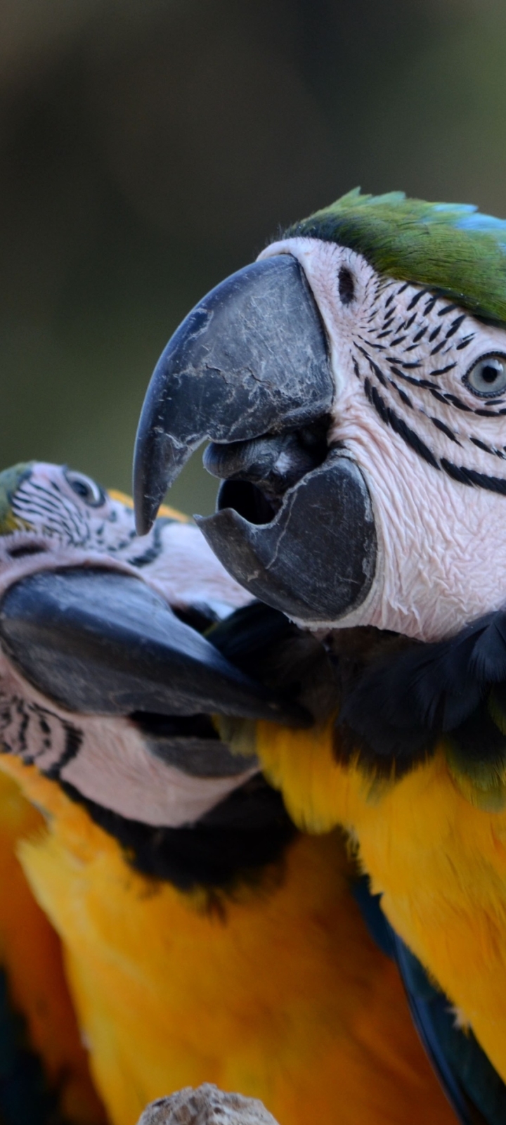 Download mobile wallpaper Birds, Animal, Blue And Yellow Macaw for free.