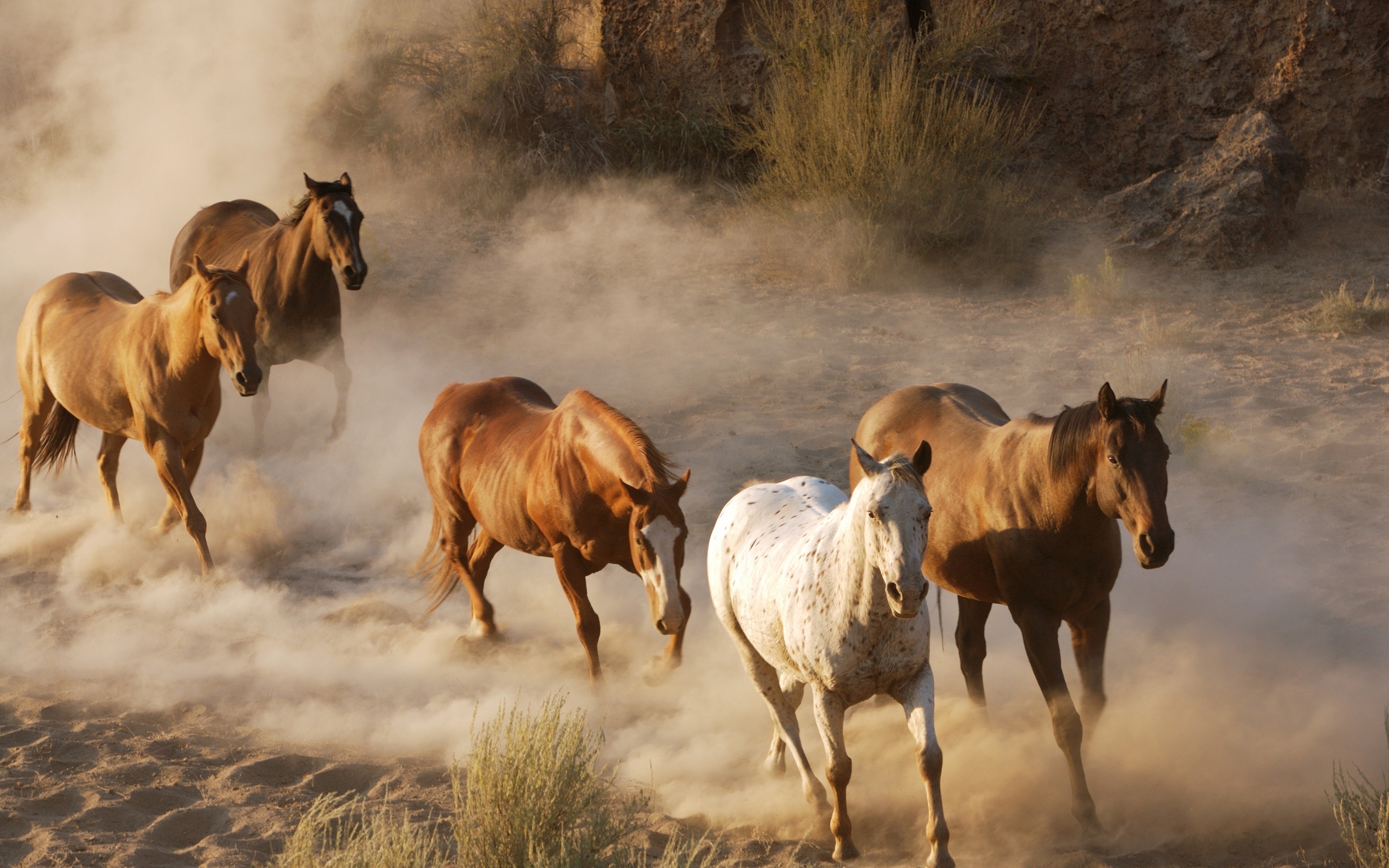 Descarga gratuita de fondo de pantalla para móvil de Animales, Caballo.