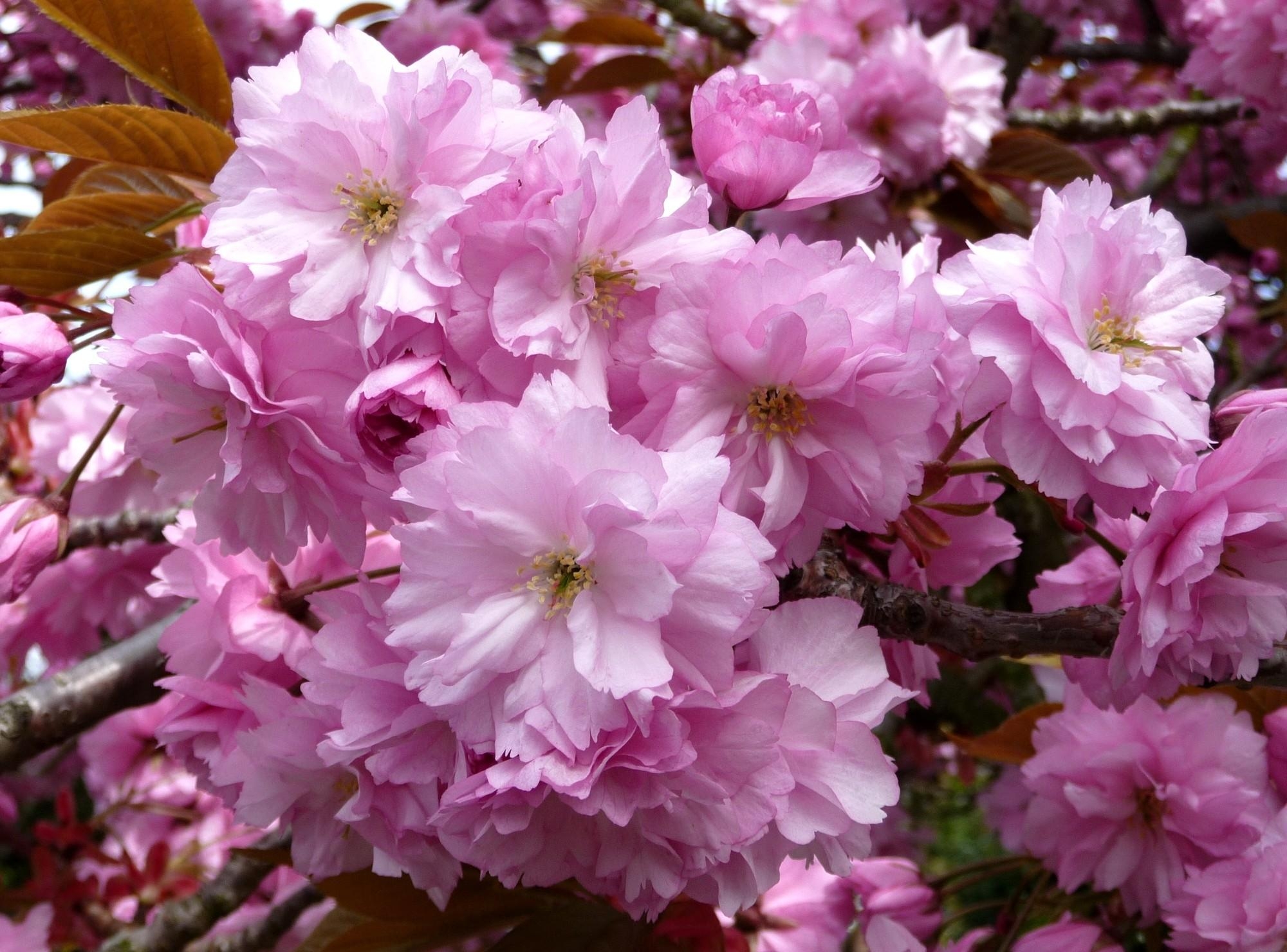 Free download wallpaper Flowers, Branches, Flowering, Pink, Close Up, Bloom, Spring, Sakura on your PC desktop