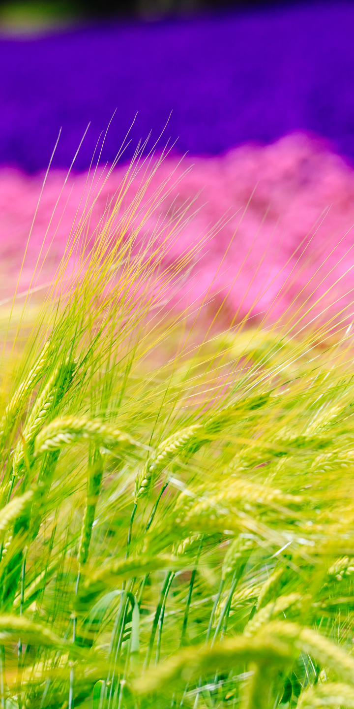 Download mobile wallpaper Wheat, Blur, Earth for free.