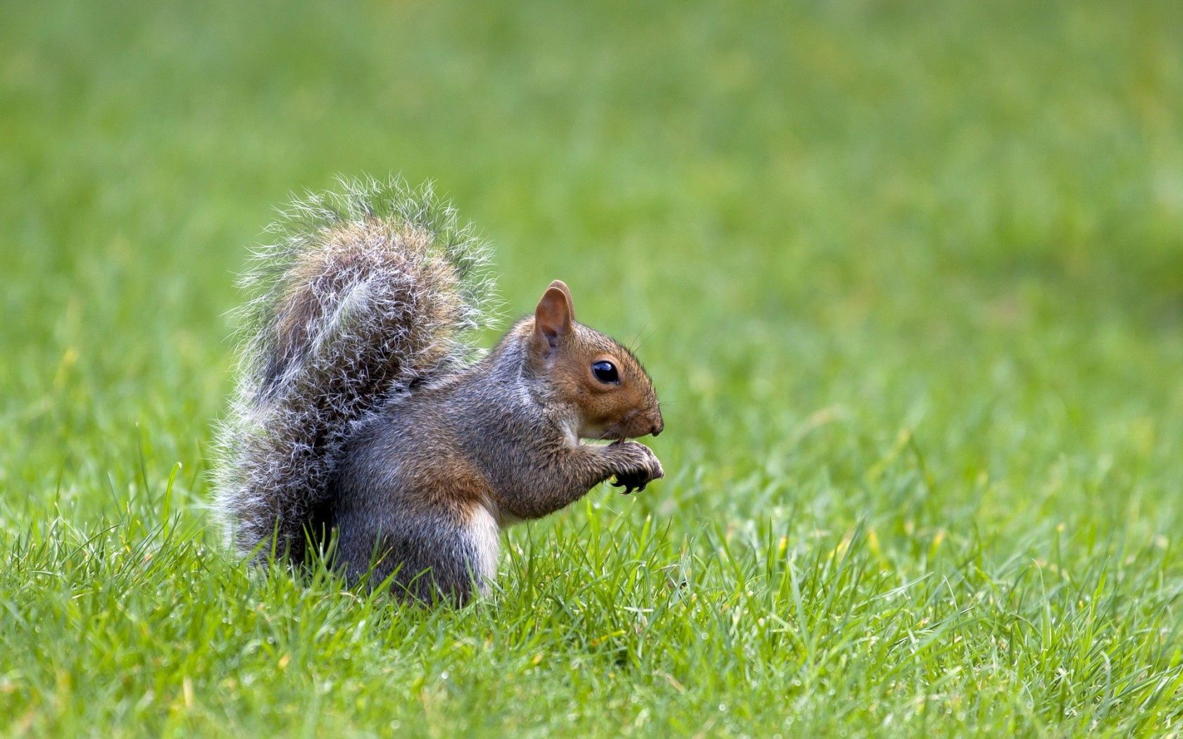 Download mobile wallpaper Grass, Waiting, Expectation, Nature, Animals, Squirrel for free.