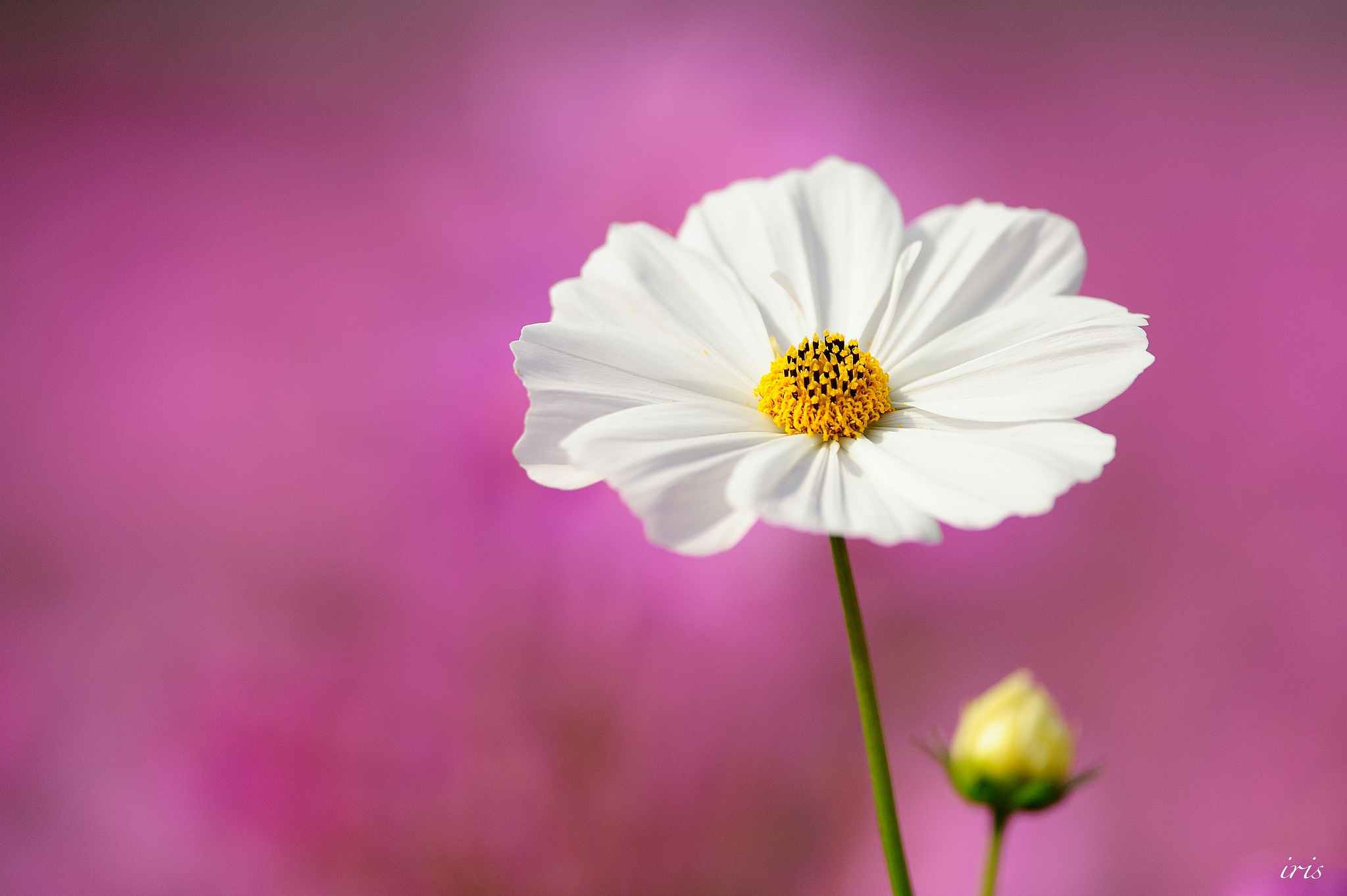 Laden Sie das Blumen, Blume, Weiße Blume, Erde/natur, Kosmeen-Bild kostenlos auf Ihren PC-Desktop herunter