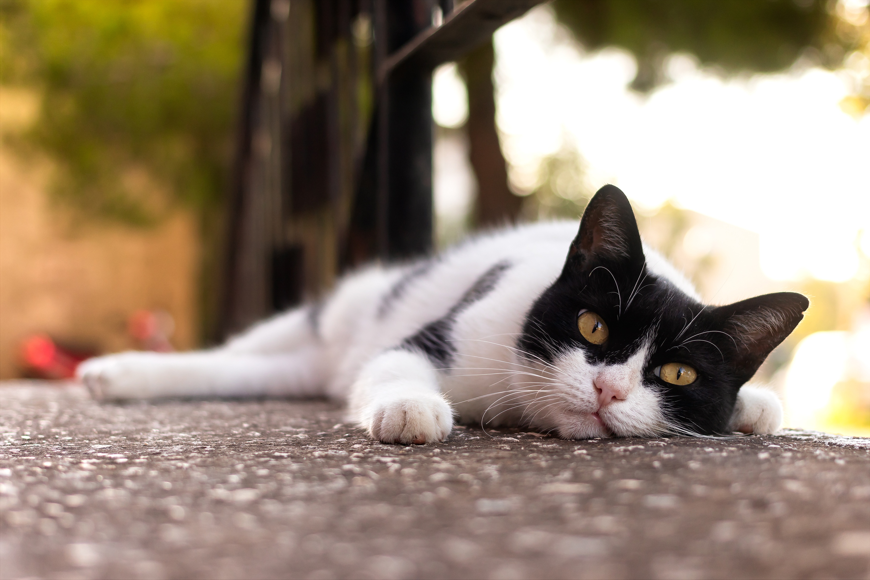 Baixar papel de parede para celular de Animais, Gatos, Gato, Olhar Fixamente gratuito.