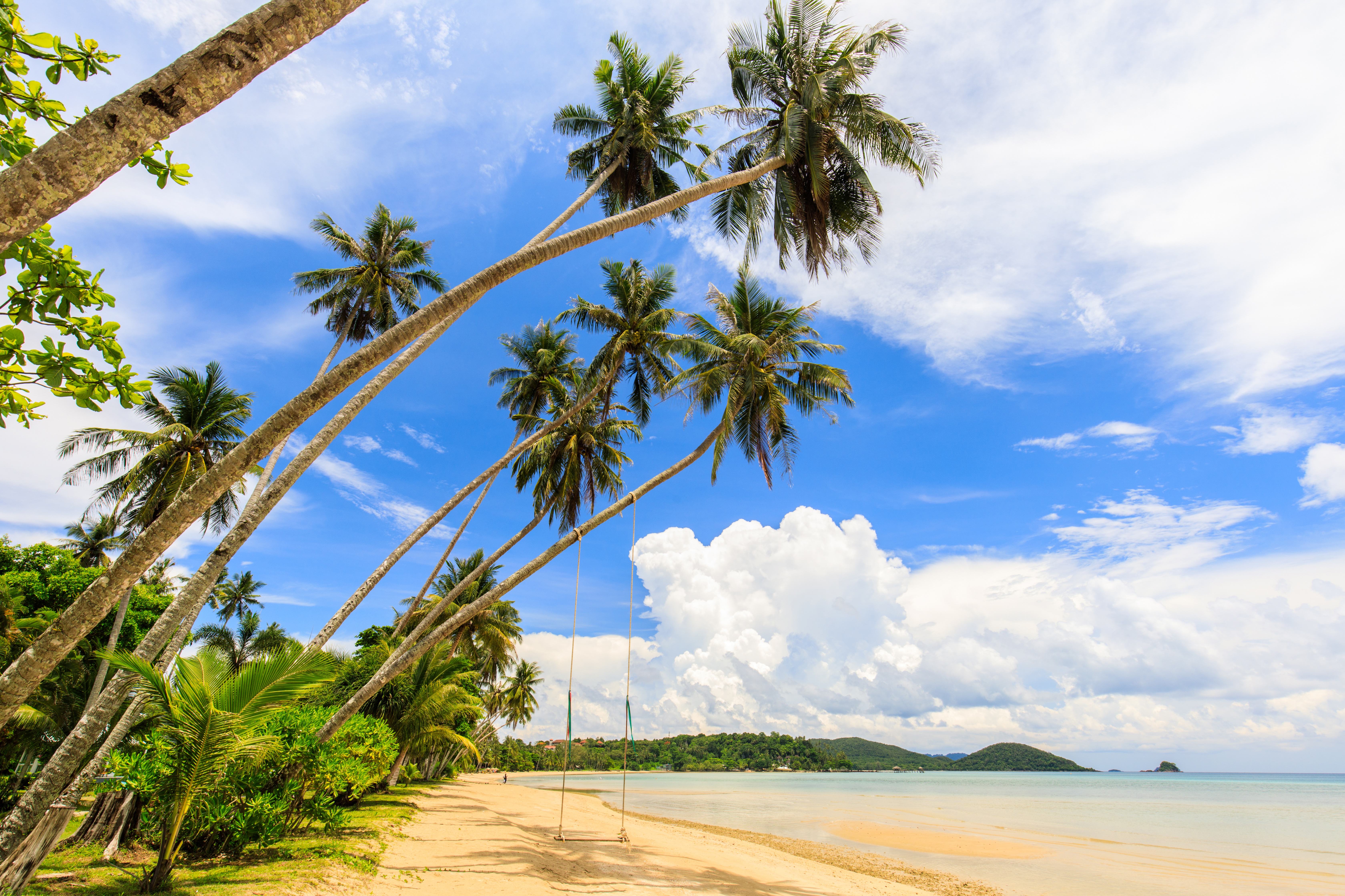 Free download wallpaper Beach, Photography, Palm Tree on your PC desktop