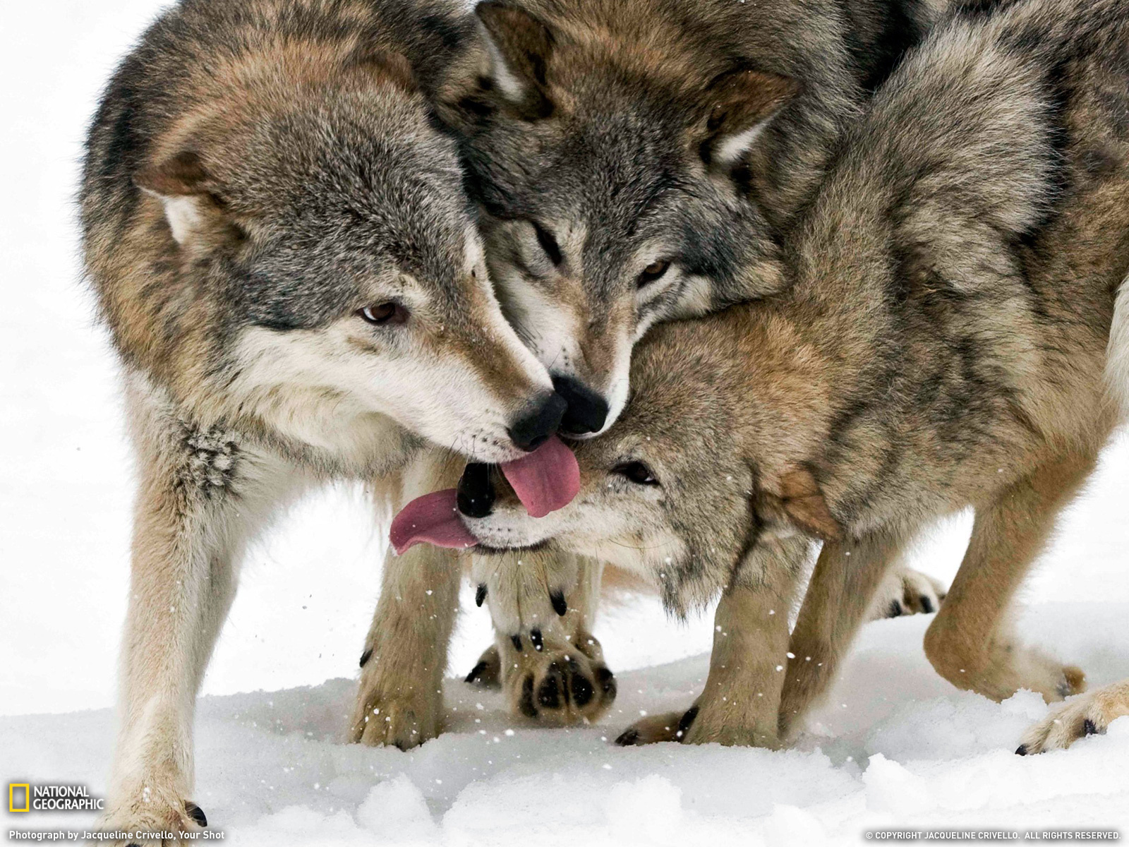 PCデスクトップにオオカミ, 動物, 雪画像を無料でダウンロード