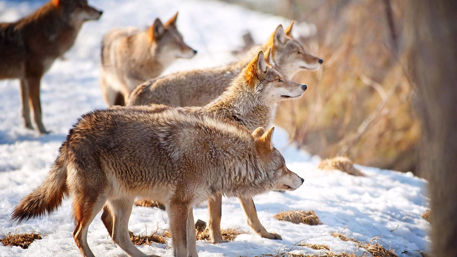 animals, wolfs, winter, snow, flock, hunting, hunt HD for desktop 1080p