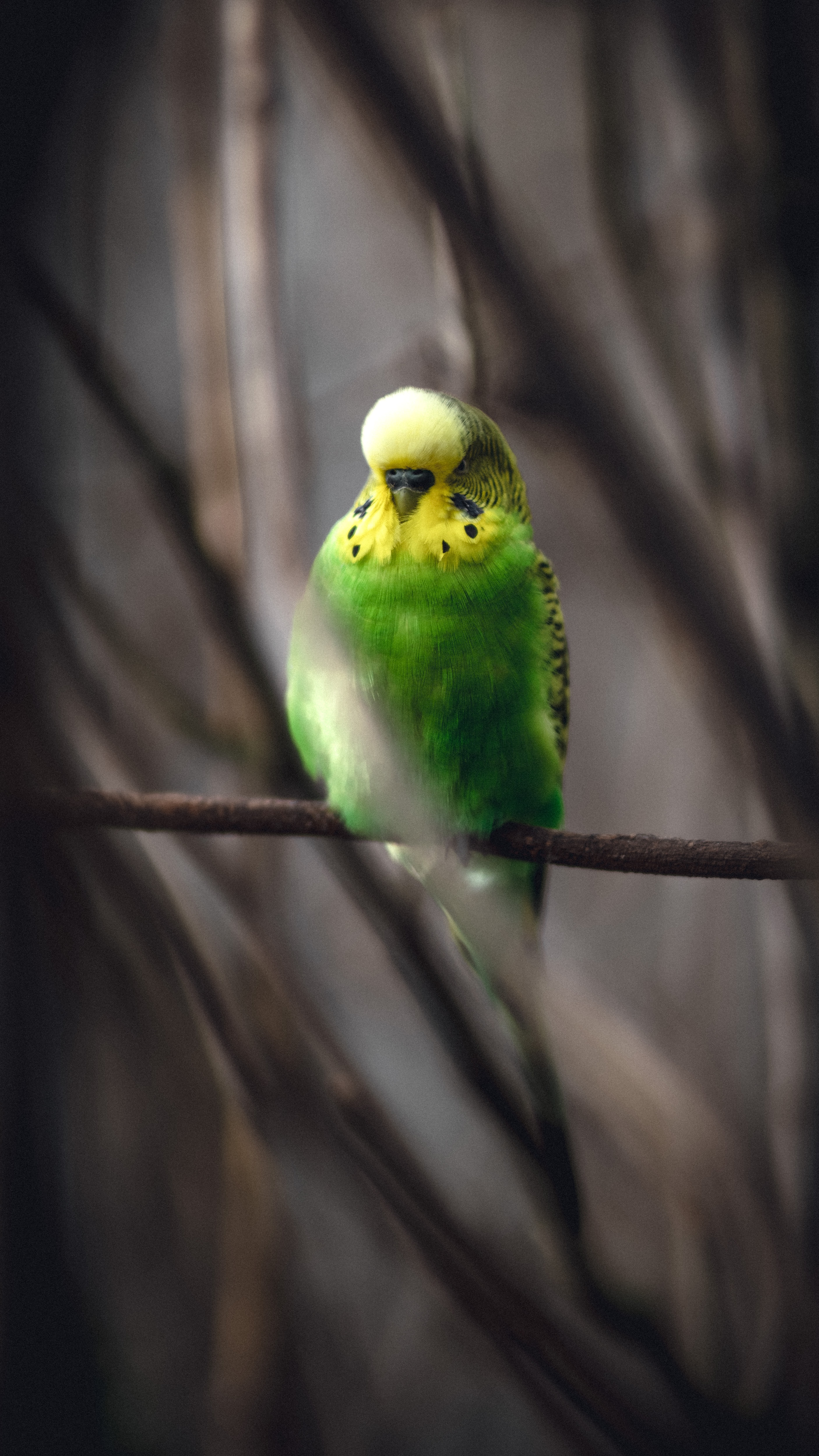budgerigar, green, animals, parrots, bird, branch, wavy parrot
