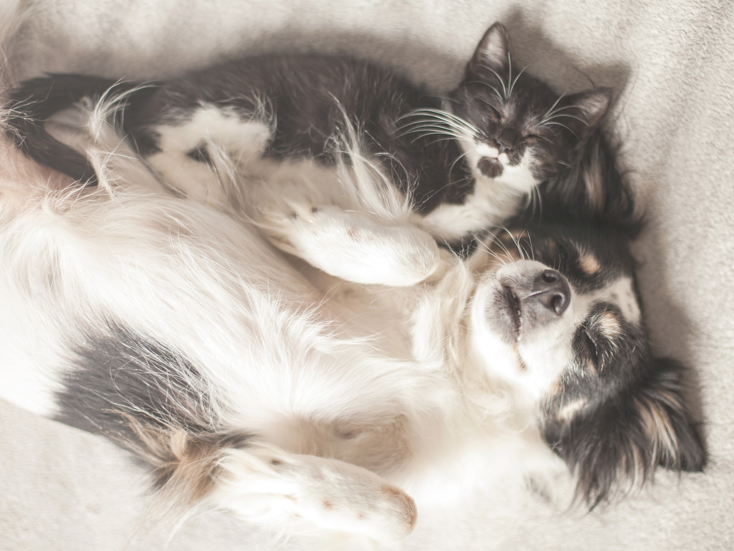 Descarga gratis la imagen Animales, Gato, Perro, Dormido, Perro Y Gato en el escritorio de tu PC