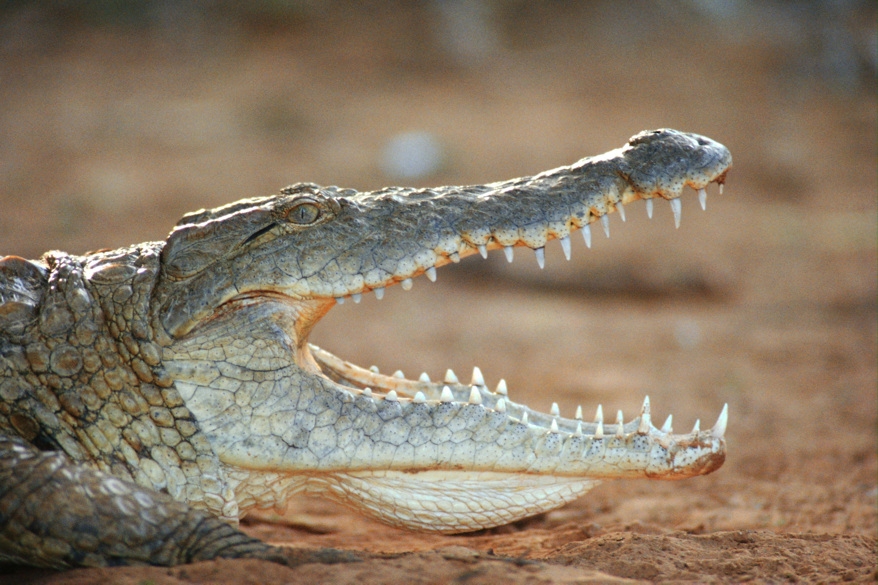 275513 Bild herunterladen tiere, krokodil, reptilien - Hintergrundbilder und Bildschirmschoner kostenlos