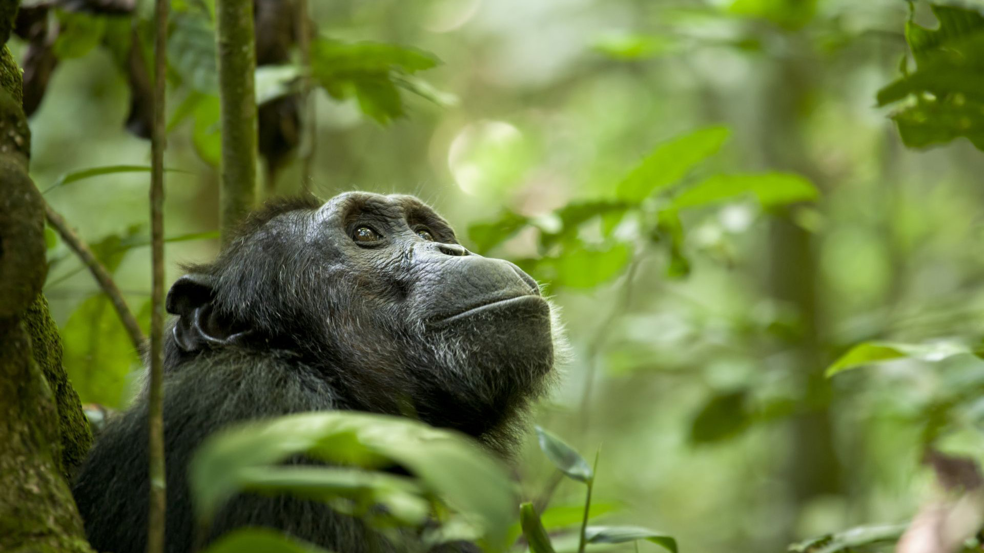 298964 скачать обои шимпанзе, животные, обезьяны - заставки и картинки бесплатно