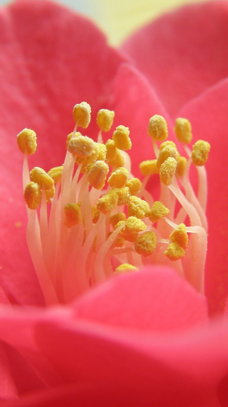 Descarga gratuita de fondo de pantalla para móvil de Flores, Flor, Tierra/naturaleza.