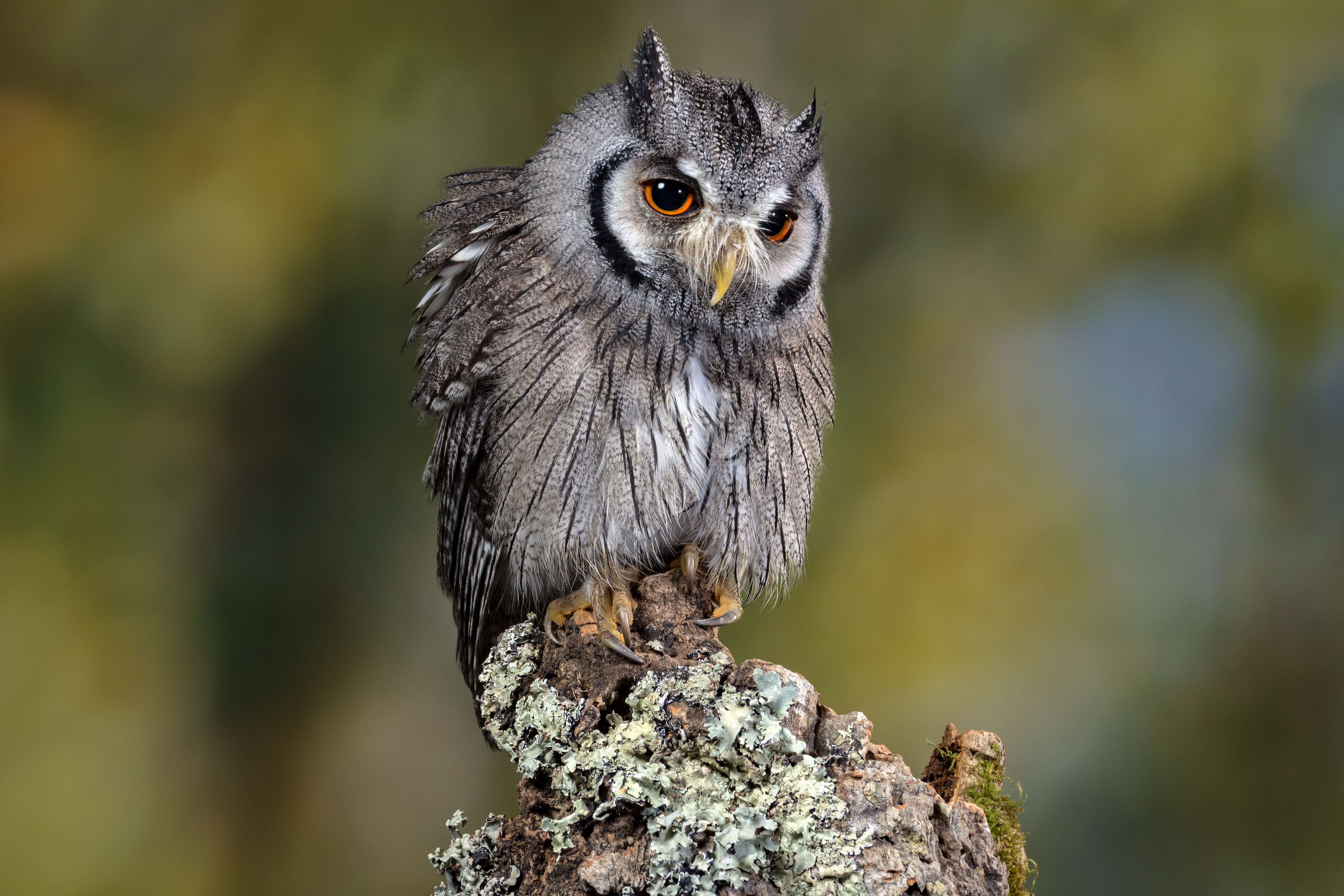 Free download wallpaper Birds, Owl, Bird, Animal on your PC desktop