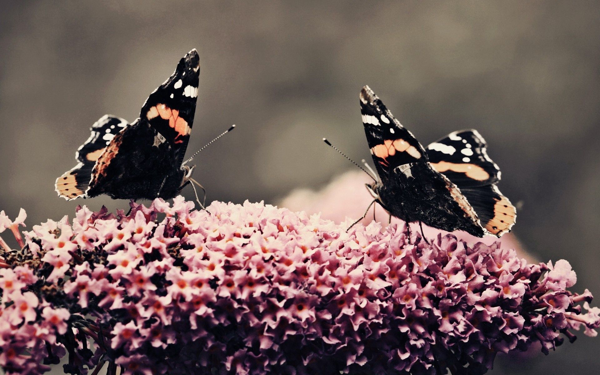 Téléchargez gratuitement l'image Papillons, Macro, Fleur, Vol, Insectes, Surface sur le bureau de votre PC