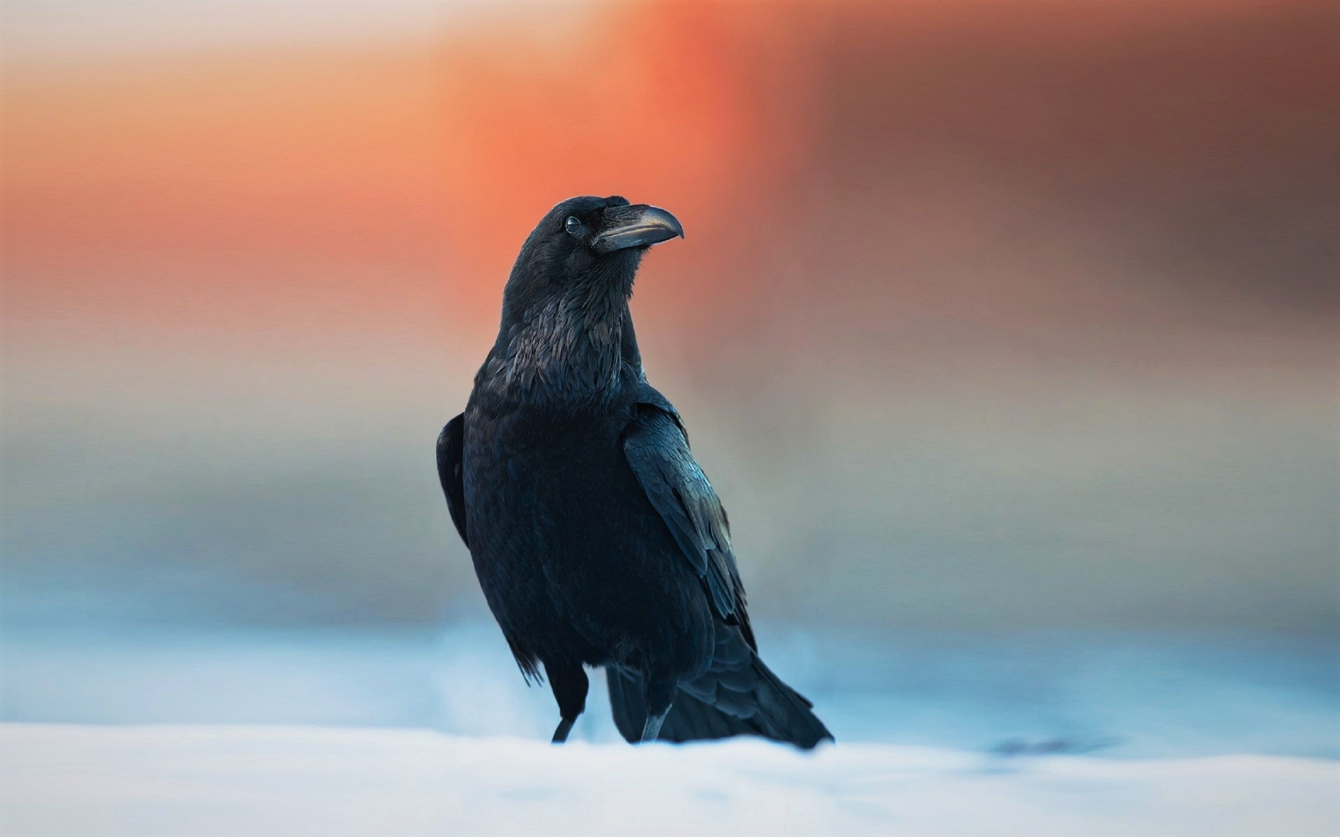 Free download wallpaper Winter, Birds, Sunset, Snow, Bird, Animal, Raven on your PC desktop