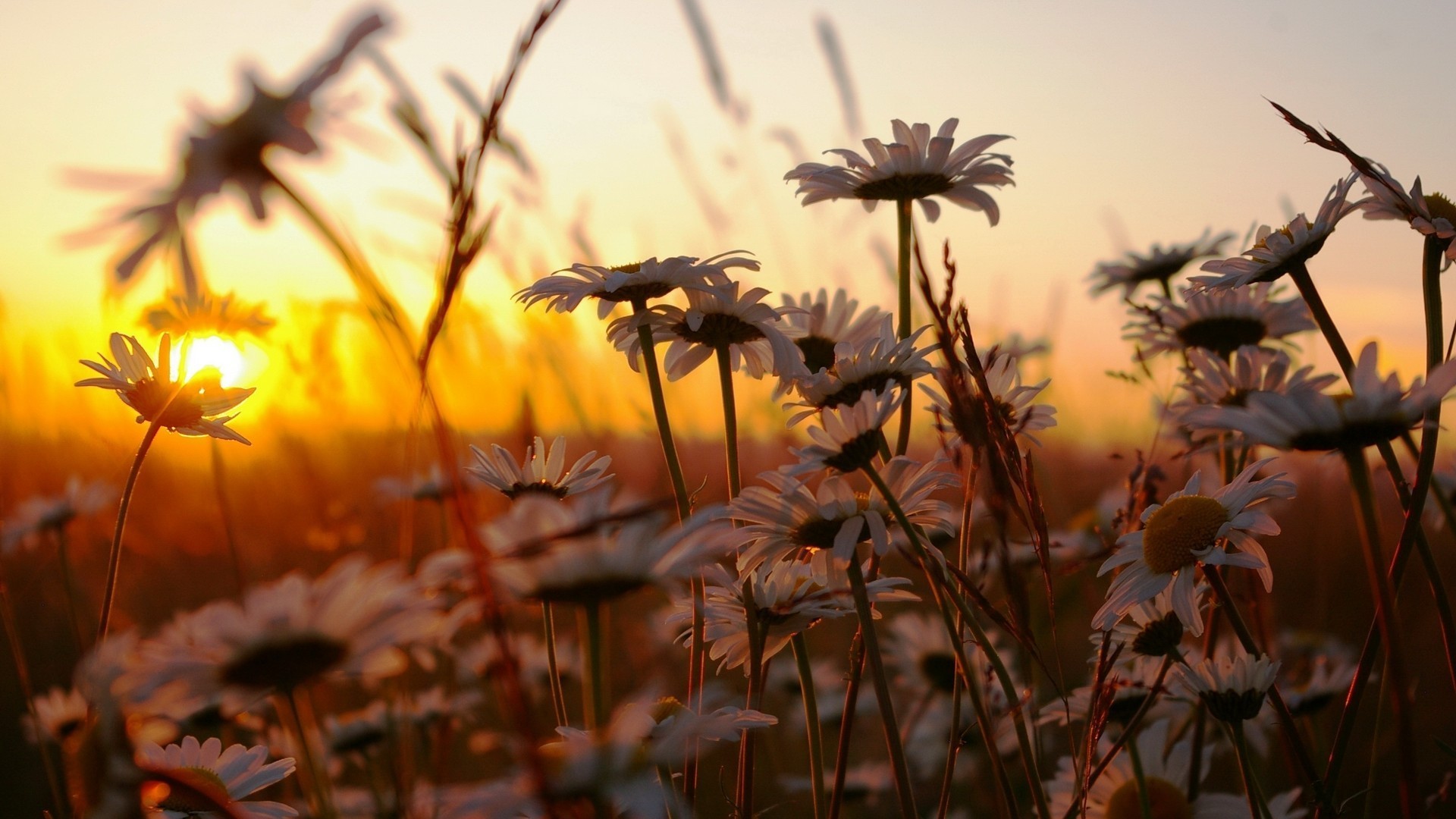 Free download wallpaper Flower, Earth on your PC desktop