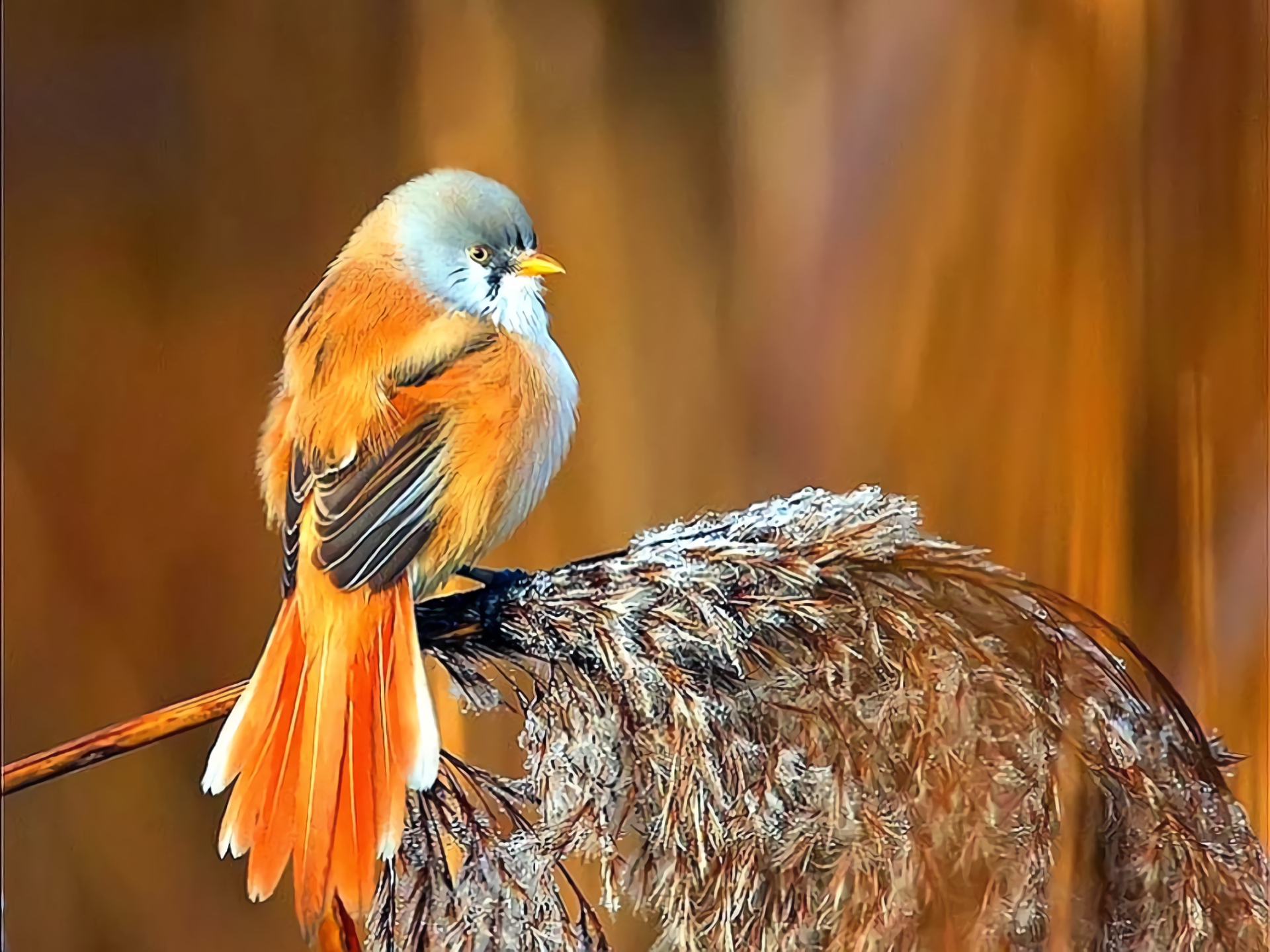 Téléchargez des papiers peints mobile Animaux, Oiseau, Branche, Des Oiseaux, Couleur Orange) gratuitement.