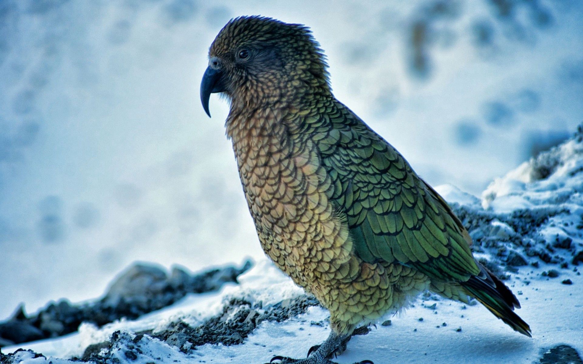 Free download wallpaper Snow, Animals, Bird, Parrots on your PC desktop