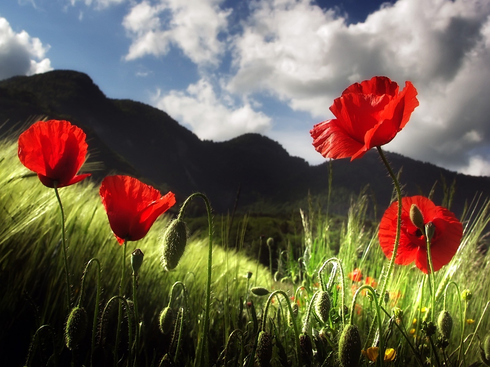 Download mobile wallpaper Nature, Flowers, Mountain, Flower, Earth, Field, Cloud, Poppy, Red Flower for free.