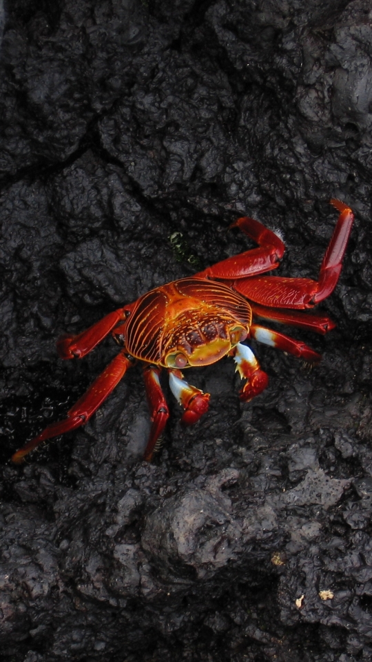 Download mobile wallpaper Animal, Crab for free.