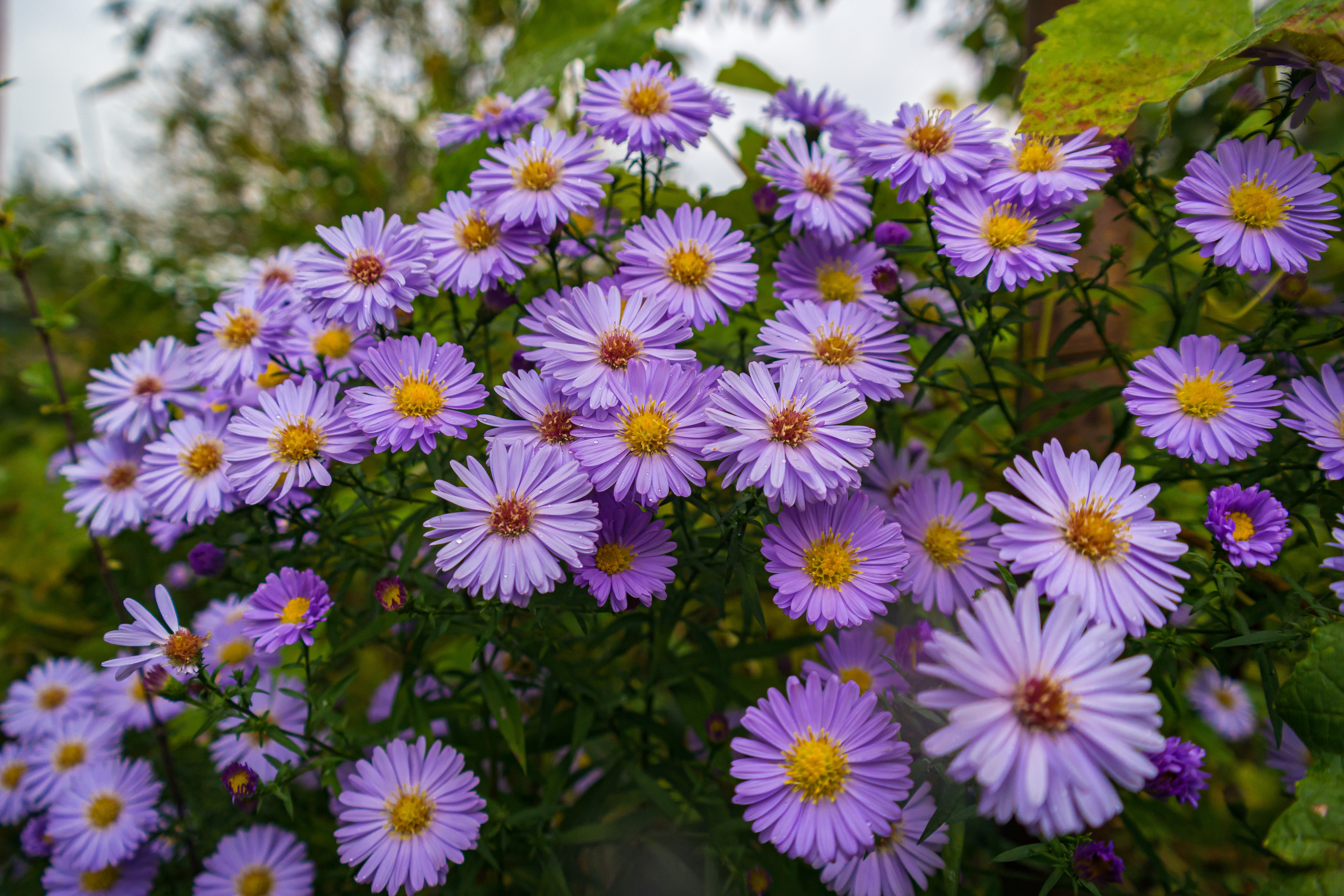 493201 Bildschirmschoner und Hintergrundbilder Blumen auf Ihrem Telefon. Laden Sie  Bilder kostenlos herunter