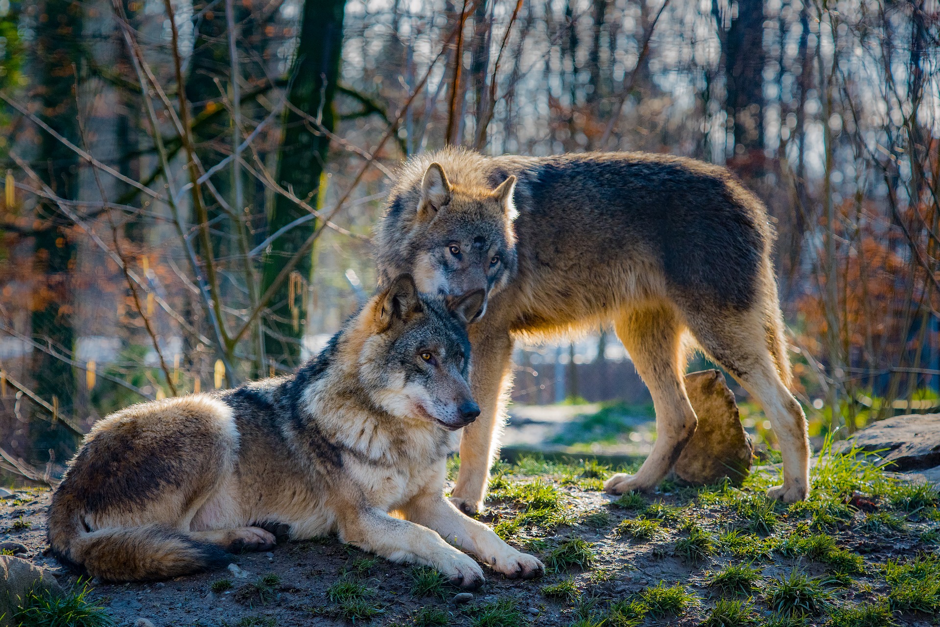 410376 descargar fondo de pantalla animales, lobo, mamífero, wolves: protectores de pantalla e imágenes gratis