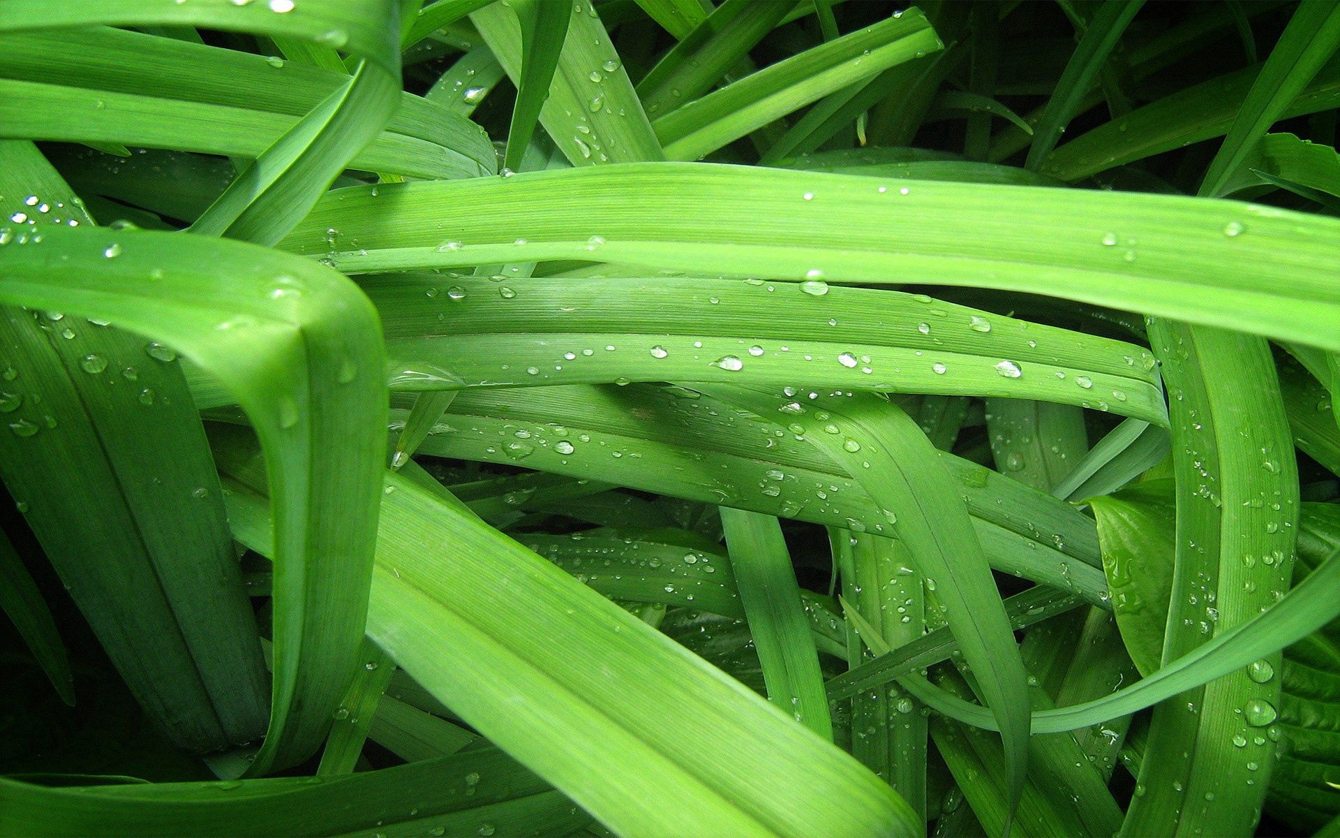 Free download wallpaper Grass, Drops, Macro, Background, Greens on your PC desktop