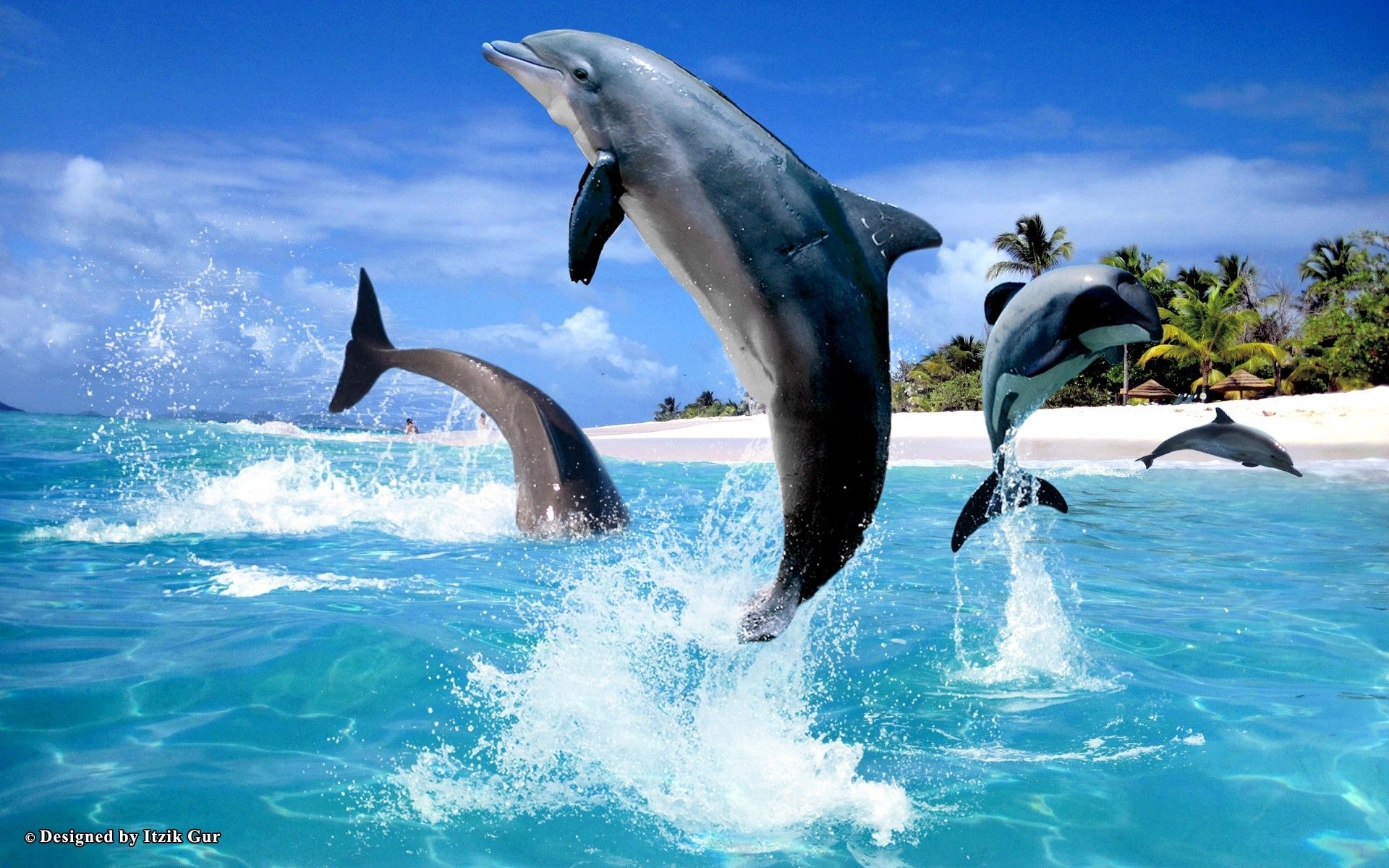 621614 Bildschirmschoner und Hintergrundbilder Delfin auf Ihrem Telefon. Laden Sie  Bilder kostenlos herunter
