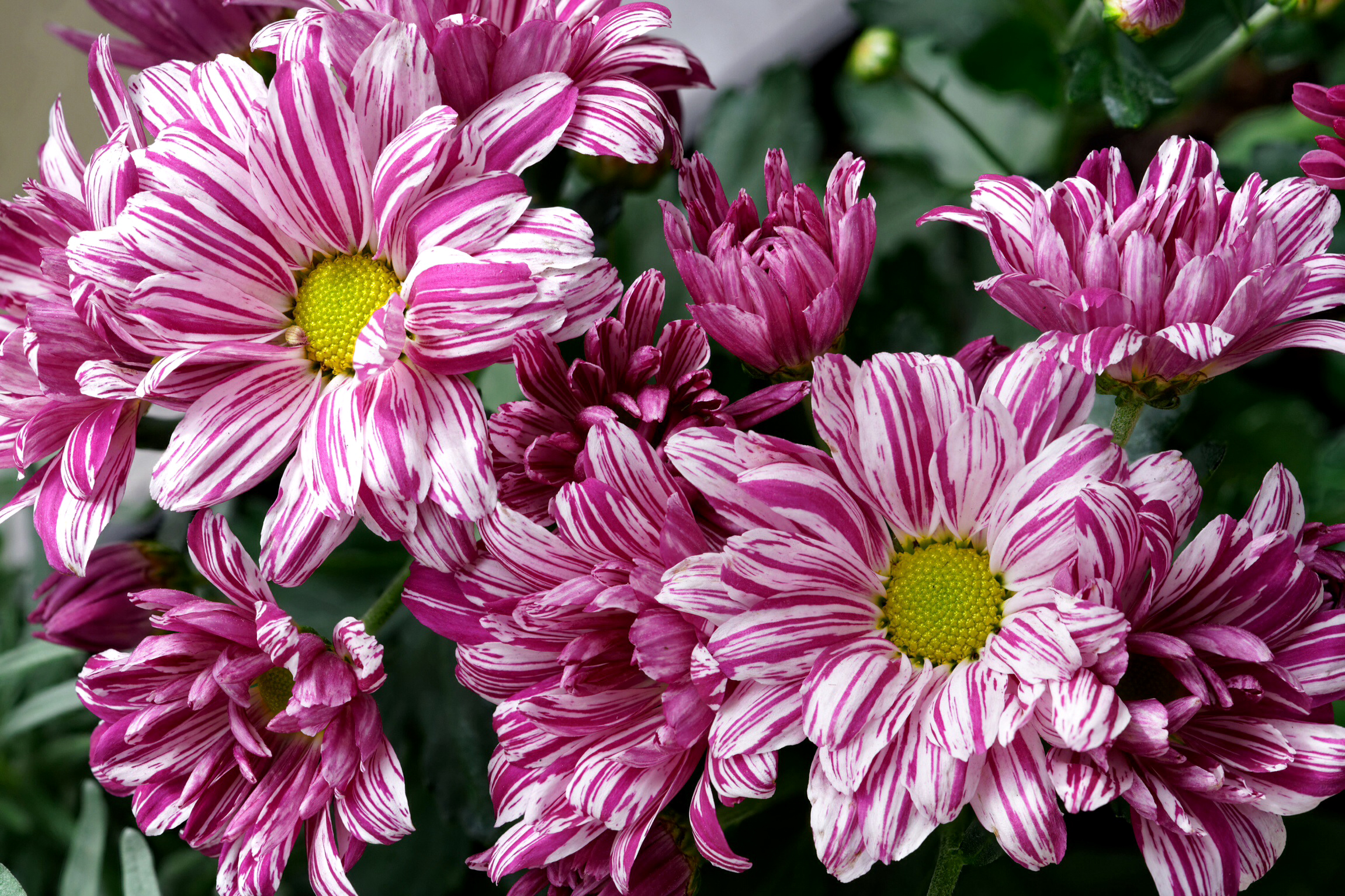 390129 télécharger le fond d'écran chrysanthème, terre/nature, fleur, pourpre, blanc, fleurs - économiseurs d'écran et images gratuitement