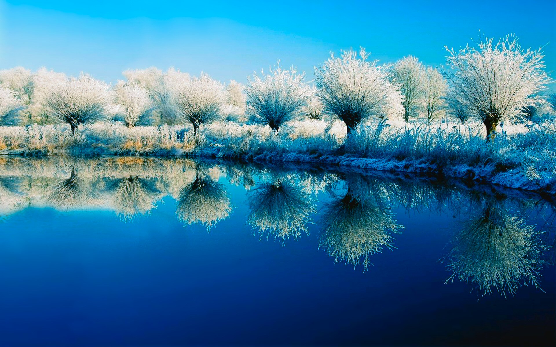 earth, winter, azure, blue, nature, reflection, snow, tree, turquoise