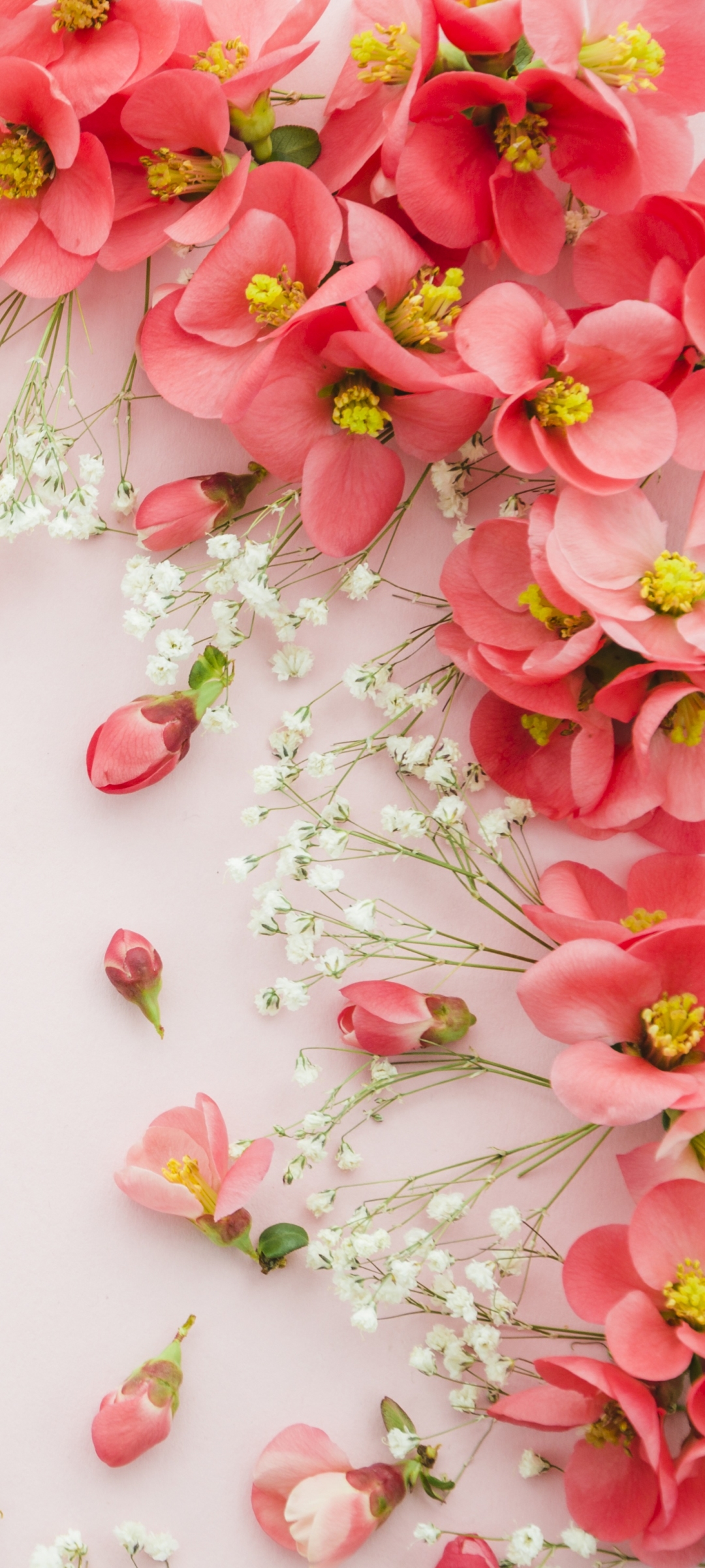 無料モバイル壁紙花, マンメイド, ピンクの花をダウンロードします。