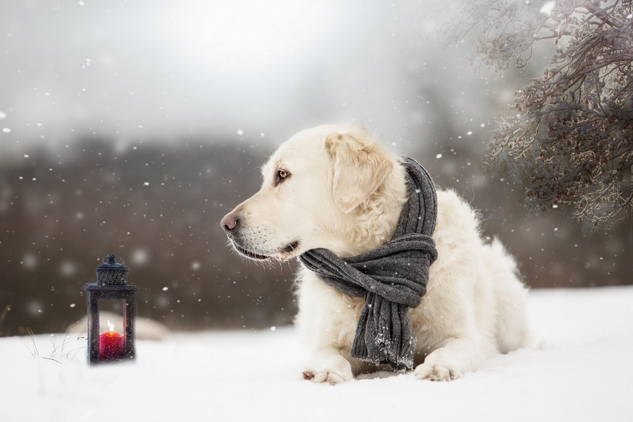 無料モバイル壁紙動物, 冬, 雪, 犬, ゴールデンレトリバー, 降雪, スカーフ, 灯籠, 被写界深度をダウンロードします。