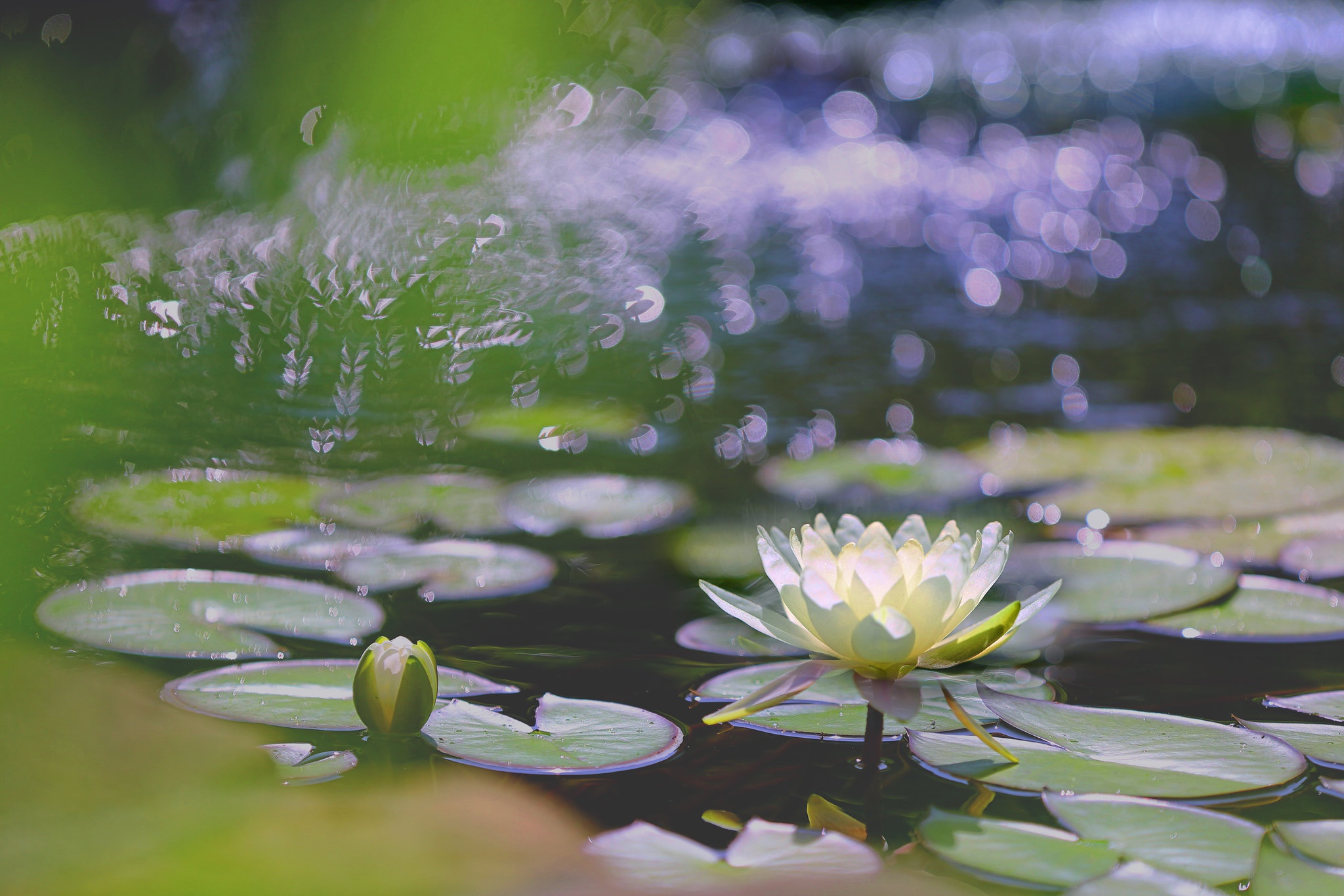 Download mobile wallpaper Flowers, Flower, Earth, Bokeh, Water Lily, White Flower for free.