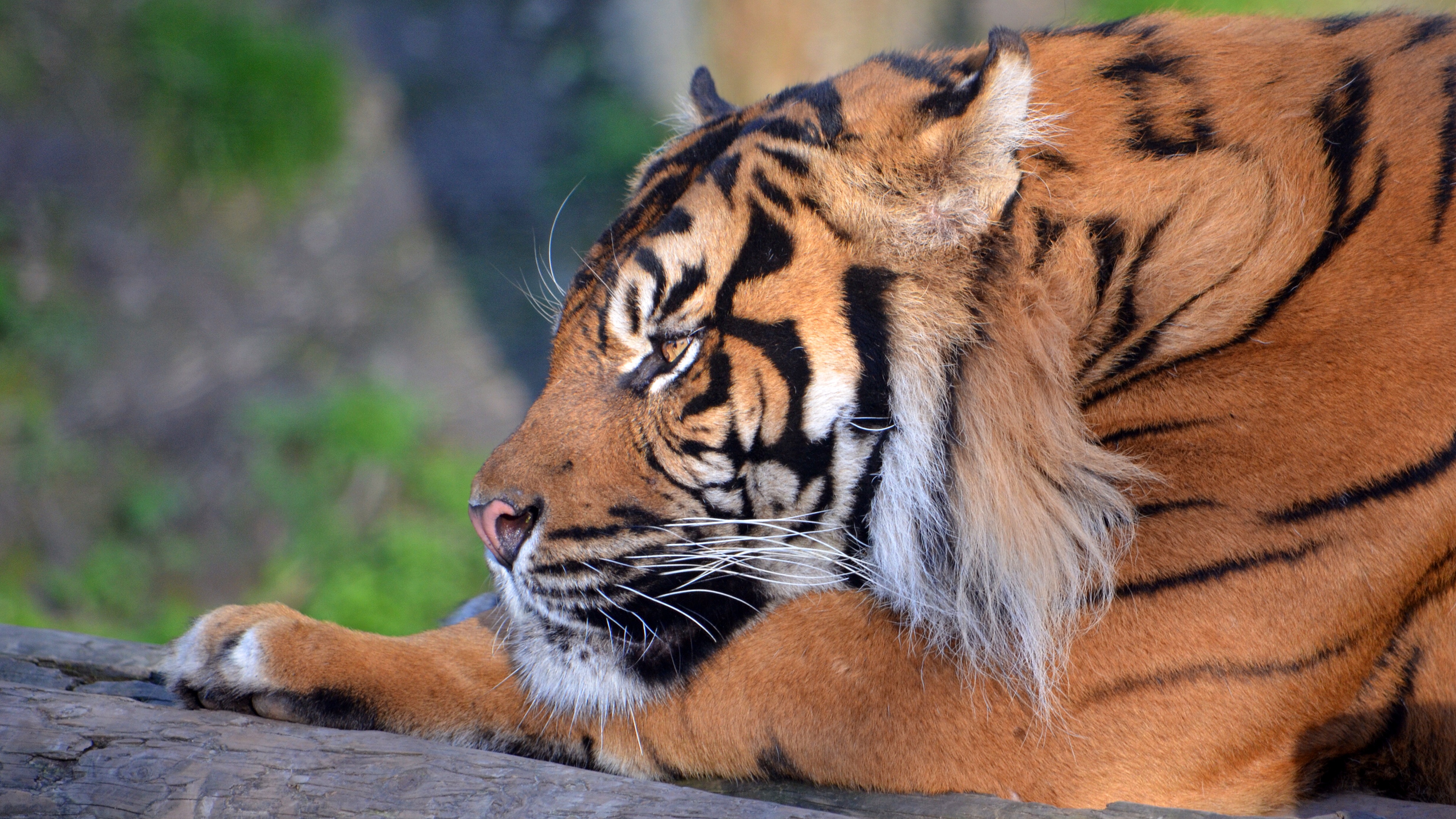 Téléchargez gratuitement l'image Animaux, Chats, Tigre sur le bureau de votre PC