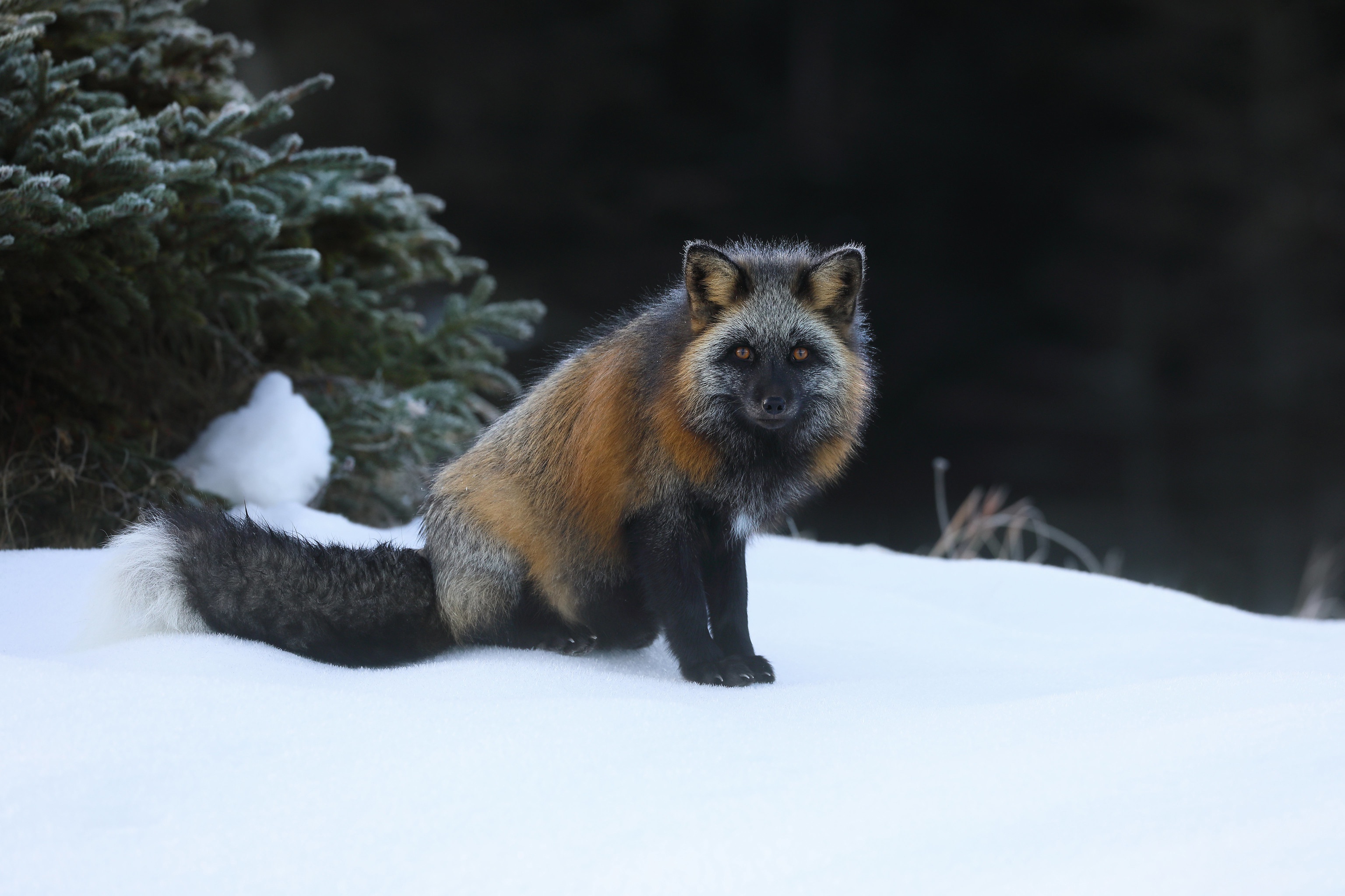 Laden Sie das Tiere, Schnee, Fuchs-Bild kostenlos auf Ihren PC-Desktop herunter