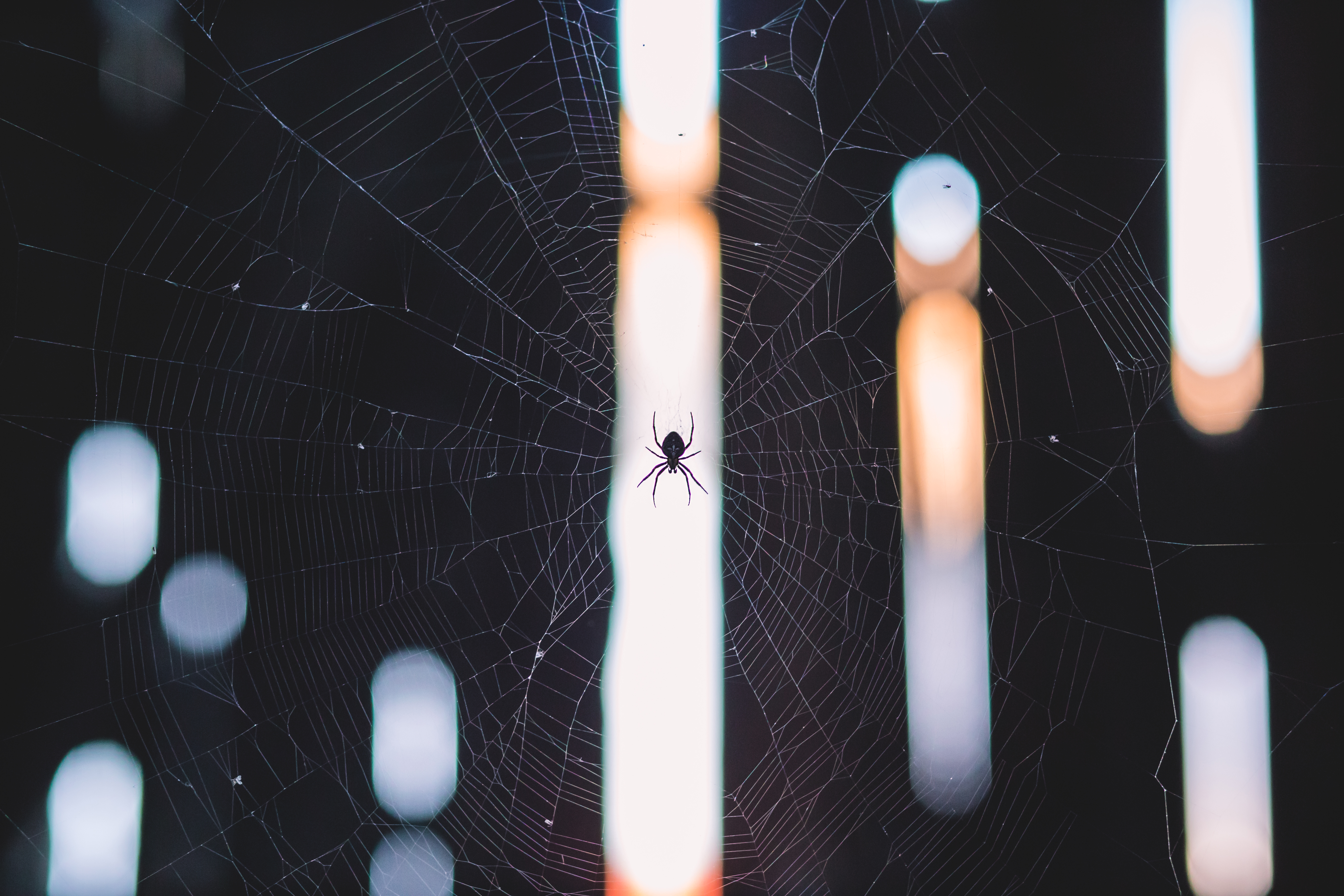 137101 скачать обои паутина, животные, свет, паук, плетение - заставки и картинки бесплатно