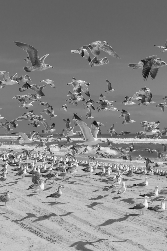 Baixar papel de parede para celular de Animais, Aves, Mar, Praia, Verão, Gaivota, Preto Branco, Preto & Branco gratuito.