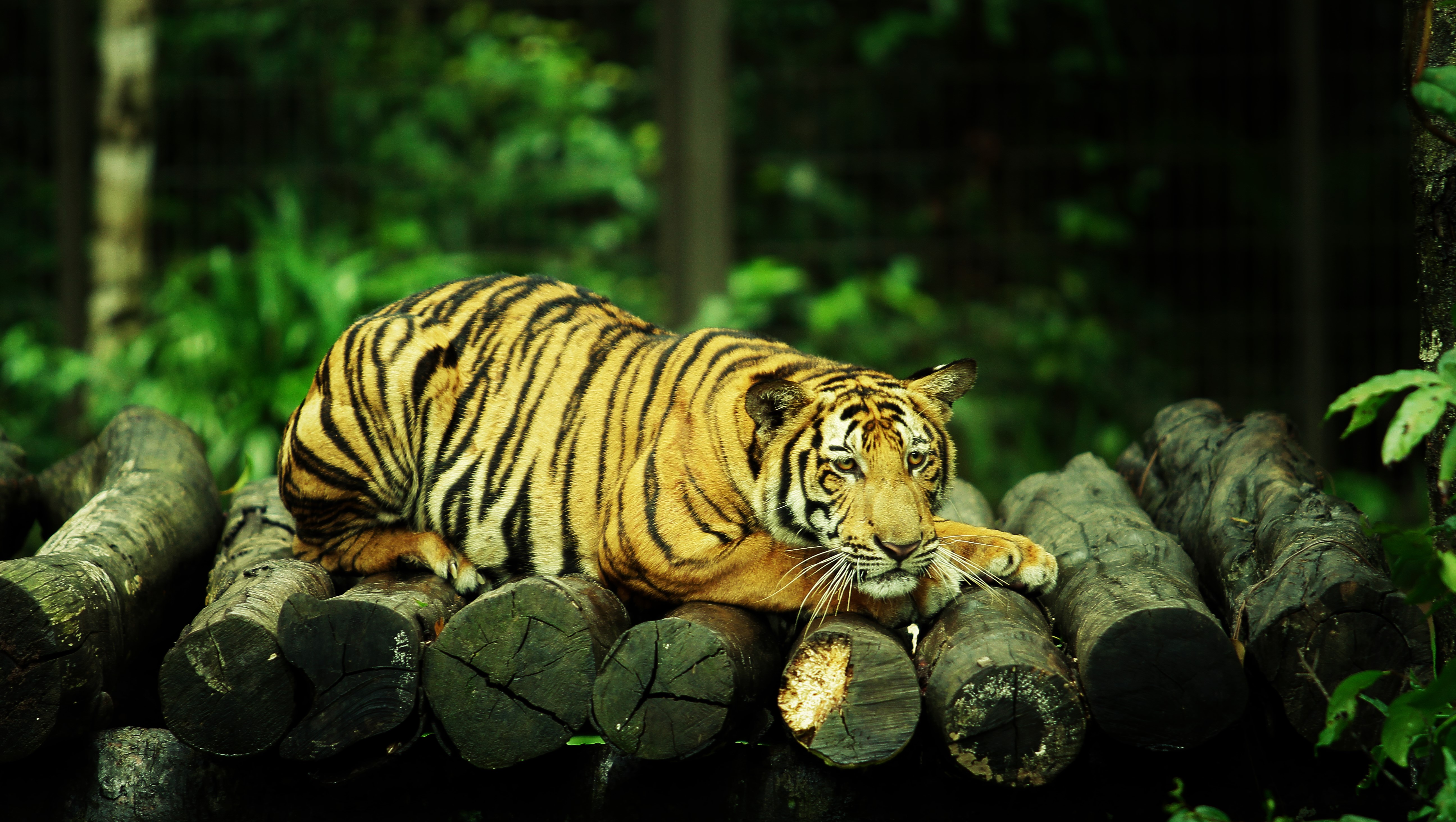 PCデスクトップに動物, 猫, 虎, 横たわる画像を無料でダウンロード