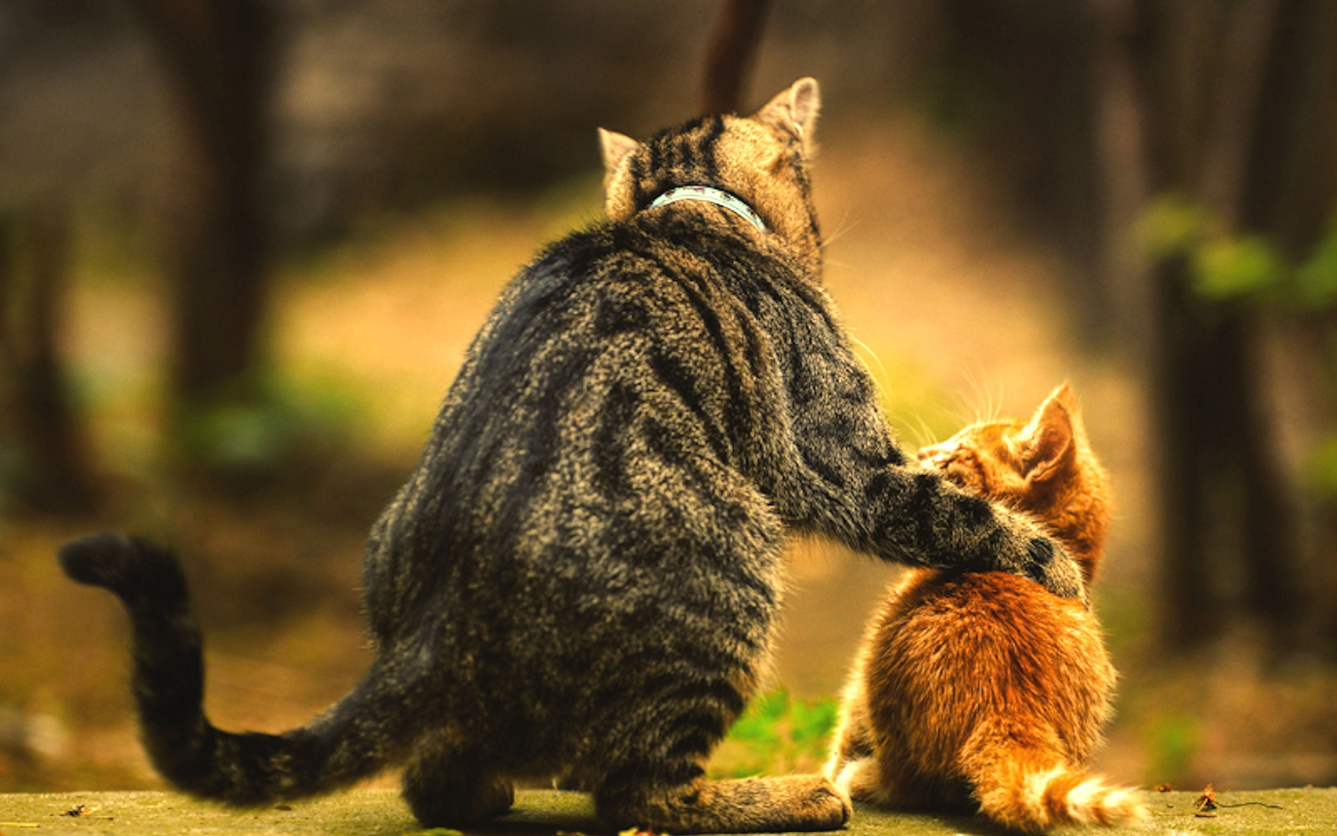 Download mobile wallpaper Cats, Love, Cat, Kitten, Animal, Cute for free.