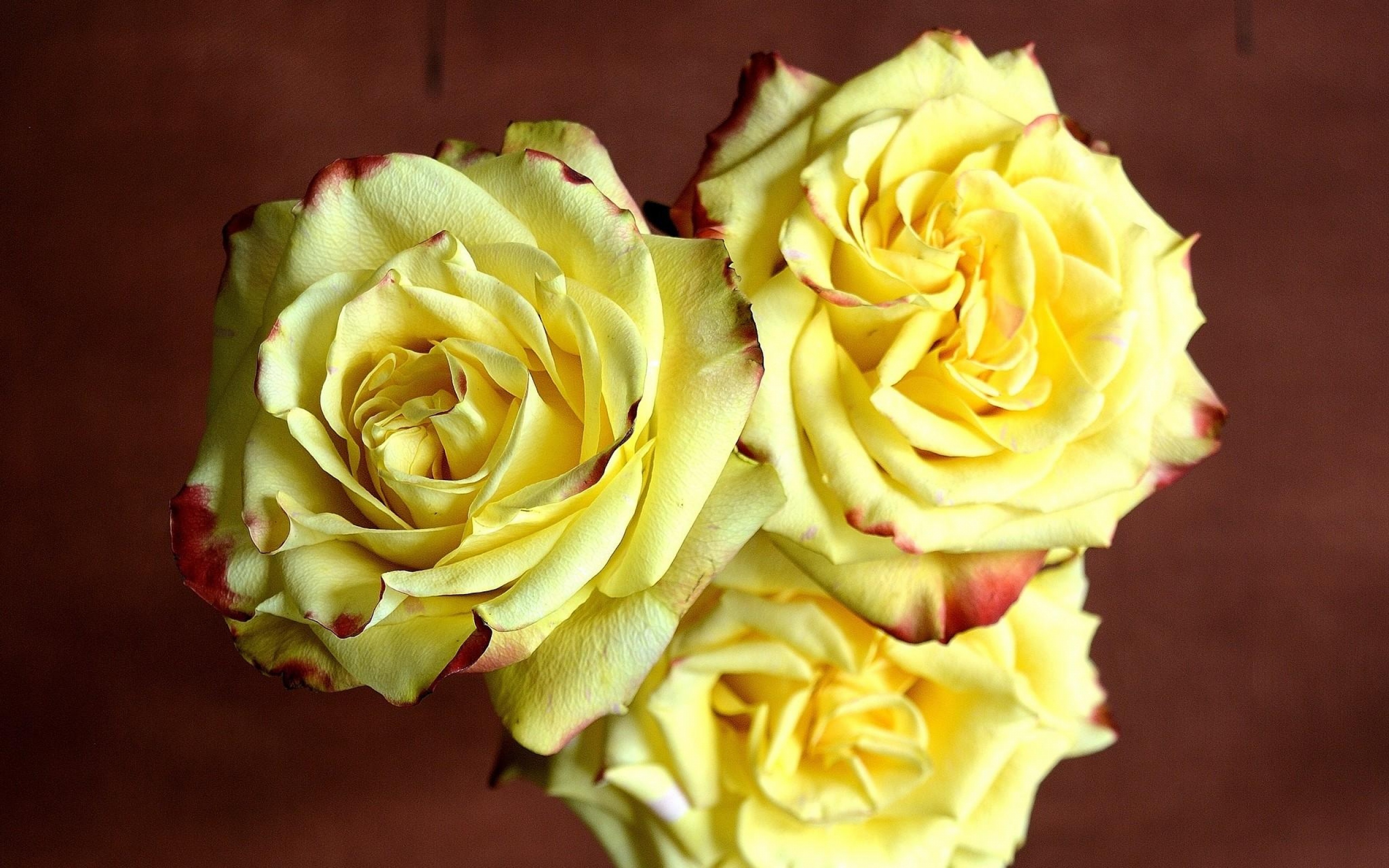Download mobile wallpaper Flowers, Flower, Rose, Earth, Yellow Flower for free.