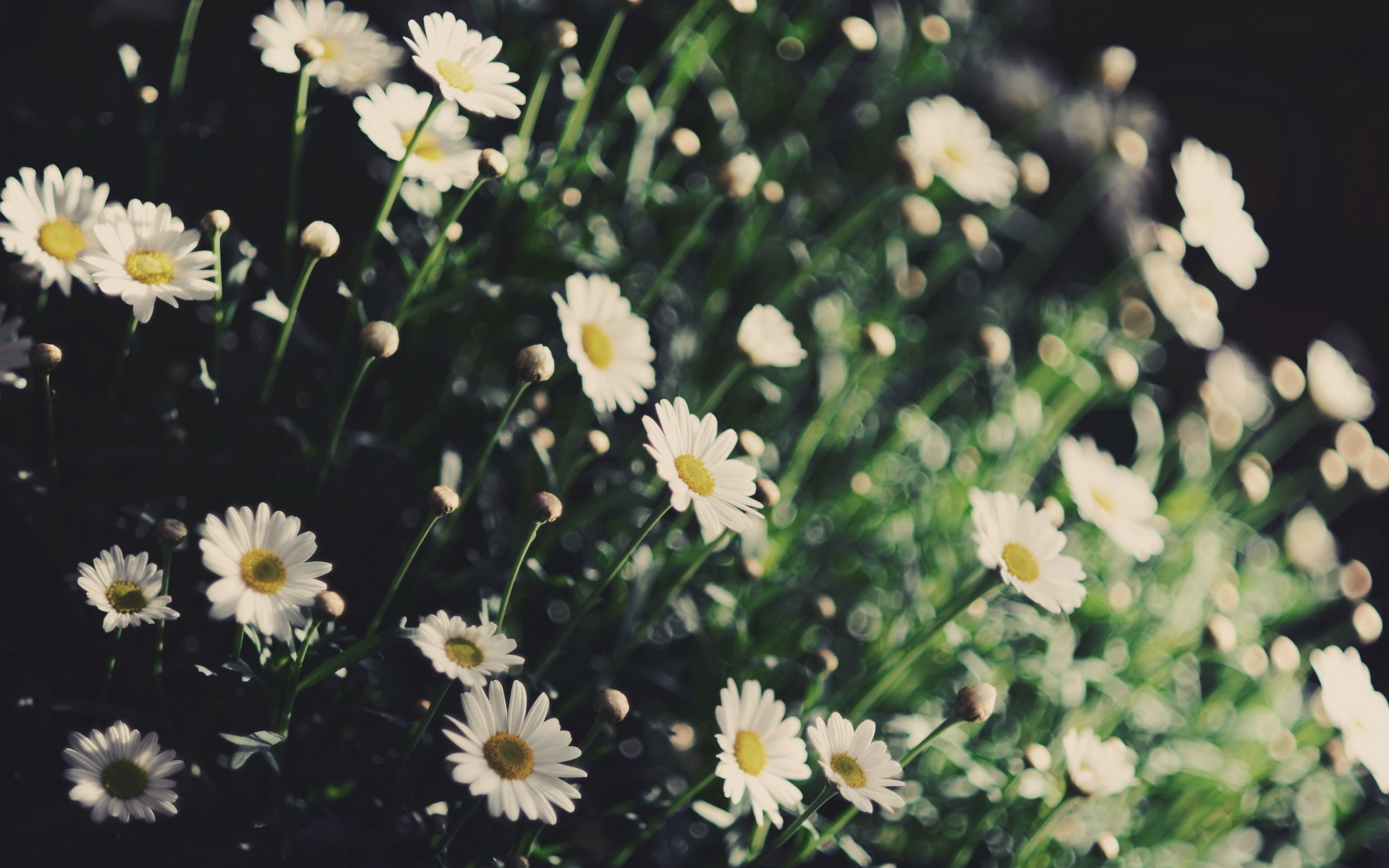 Free download wallpaper Nature, Flowers, Flower, Earth, Daisy on your PC desktop