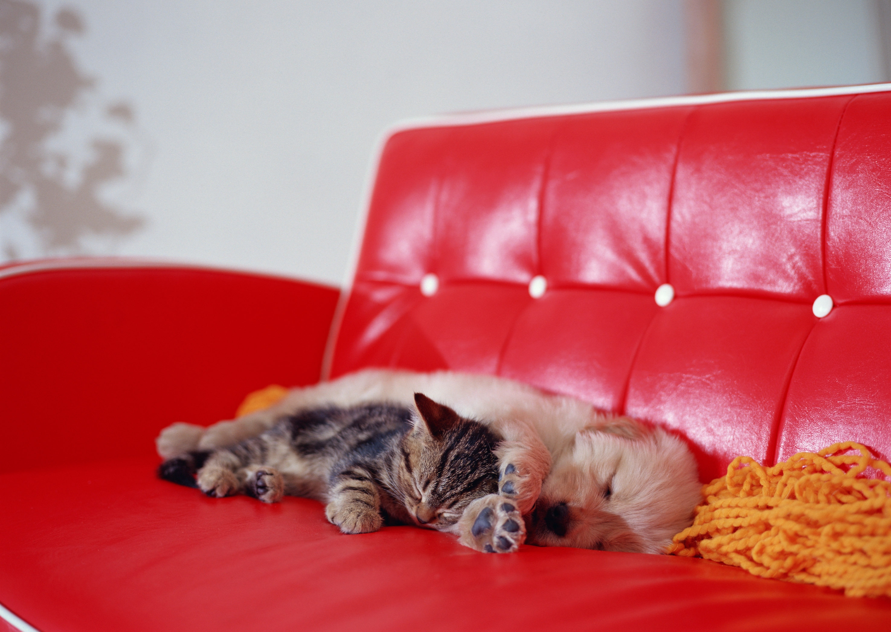 53773 скачать картинку котенок, лежать, животные, щенок, сон, диван - обои и заставки бесплатно
