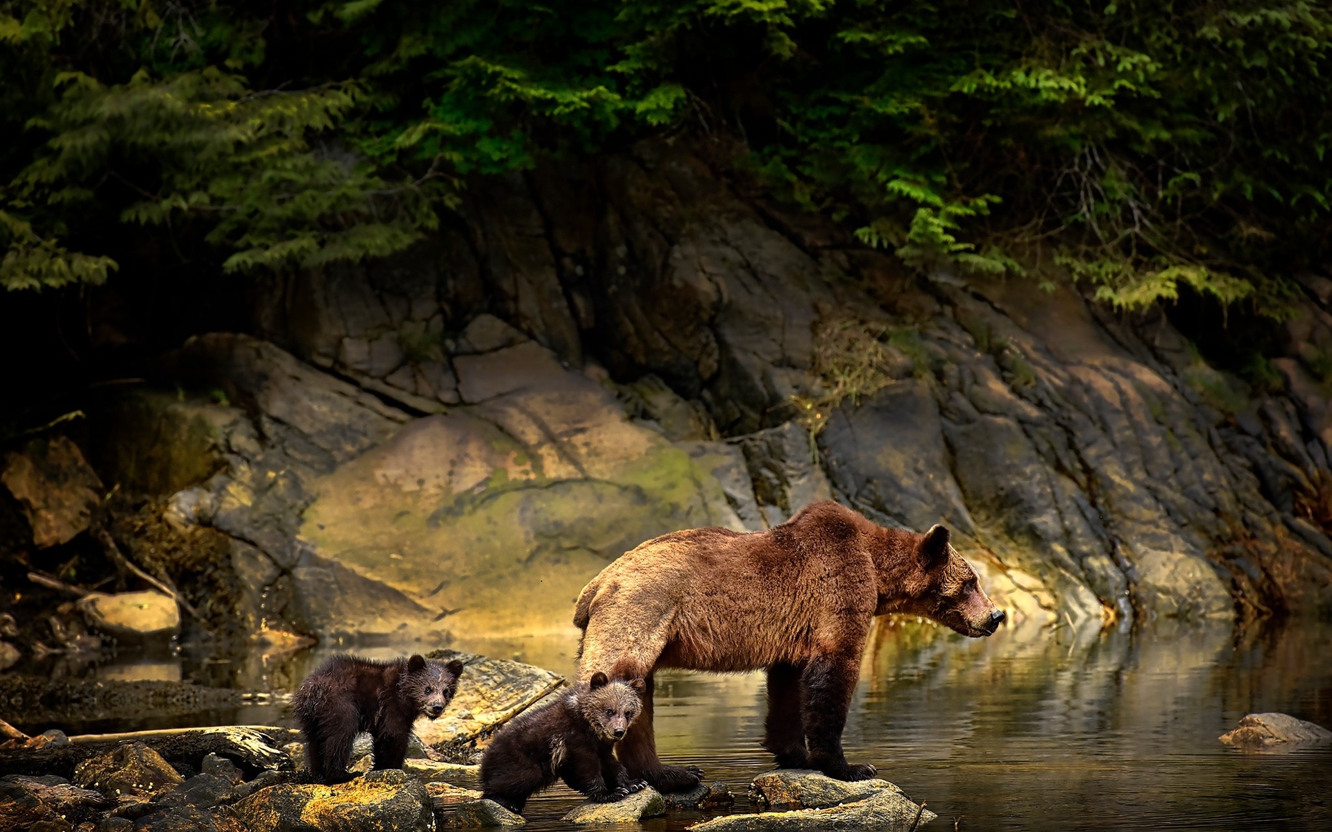 Скачать обои бесплатно Животные, Медведи, Медведь, Детеныш Животного картинка на рабочий стол ПК