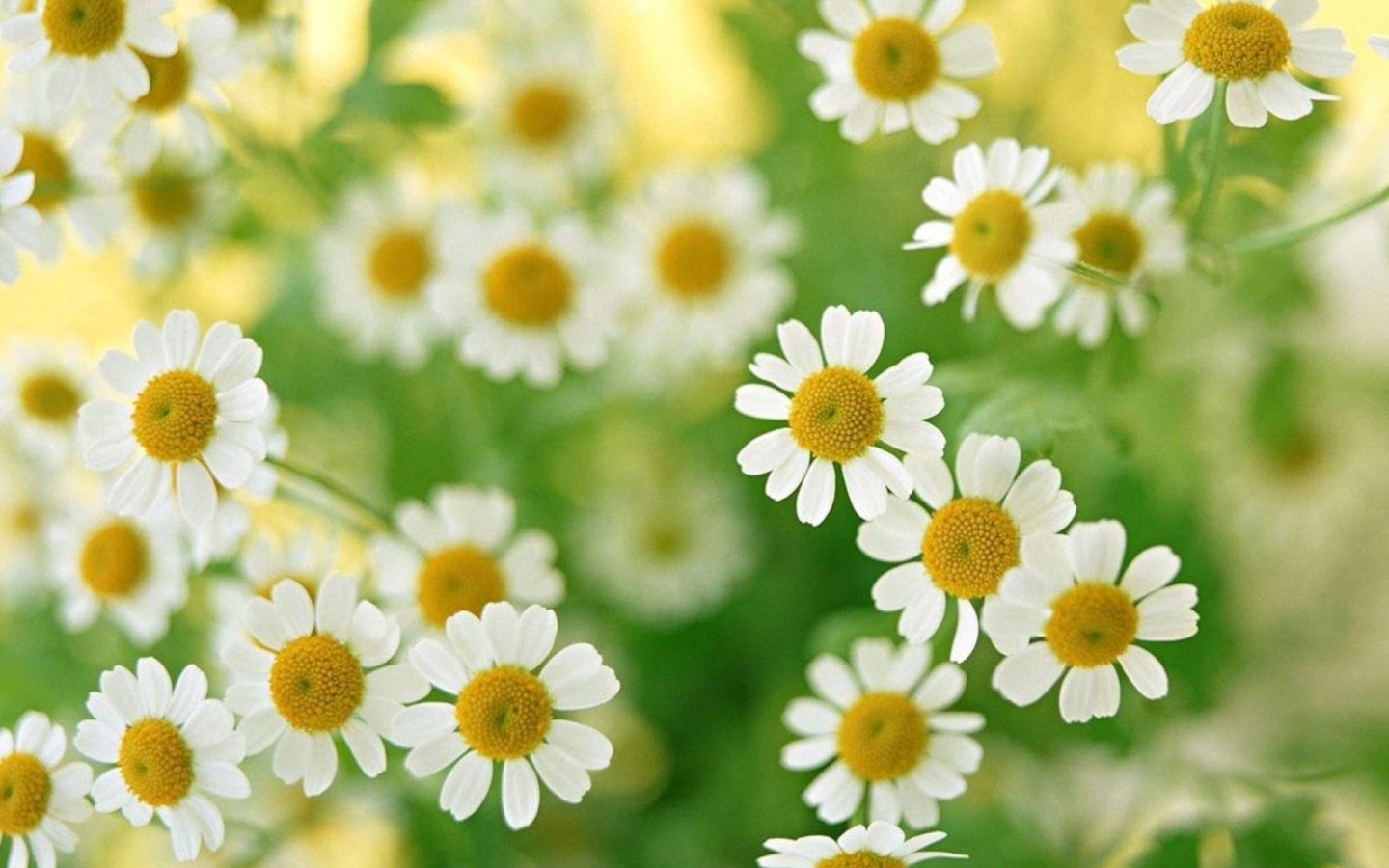 Téléchargez gratuitement l'image Plantes, Camomille, Fleurs sur le bureau de votre PC