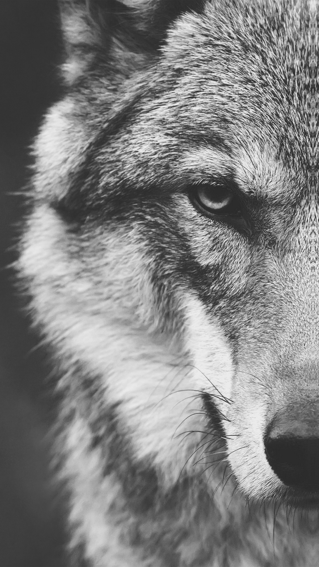 1141625壁紙のダウンロード動物, 狼, 顔, 銃口, 見詰める, オオカミ-スクリーンセーバーと写真を無料で