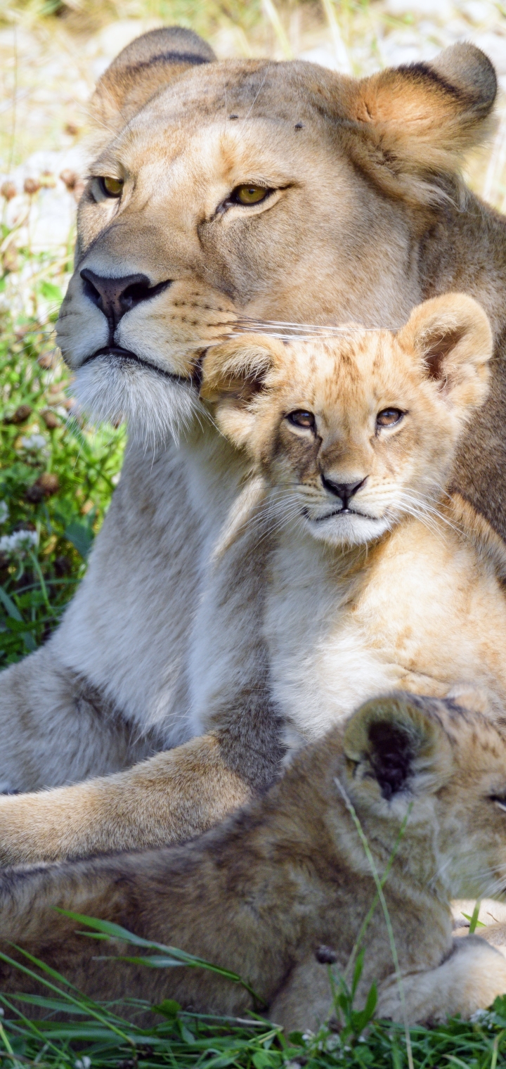 Download mobile wallpaper Cats, Lion, Animal, Baby Animal, Cub for free.