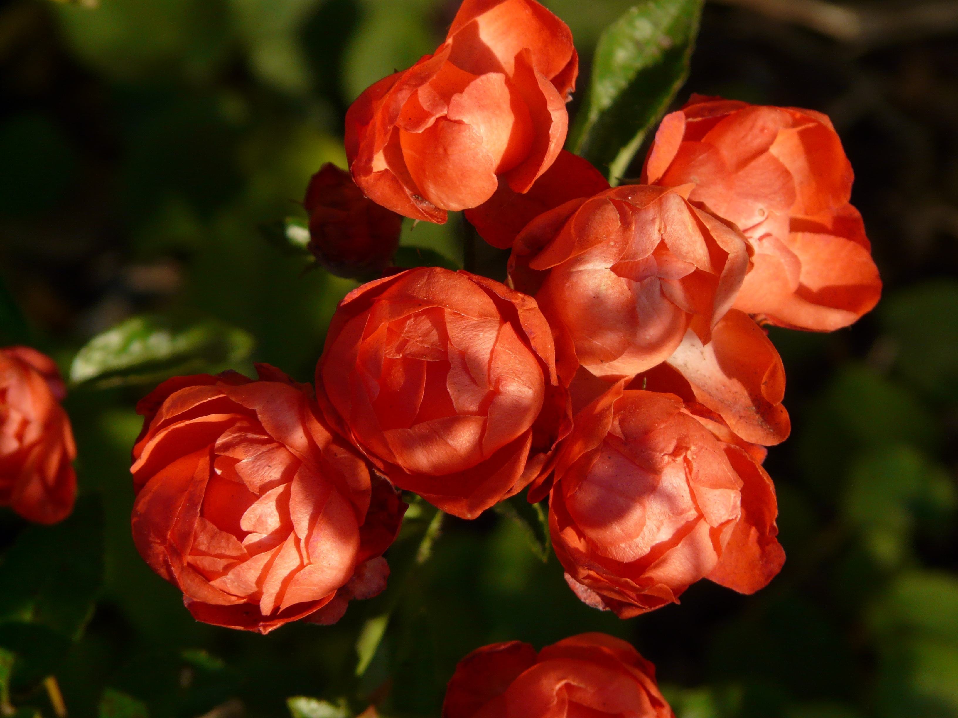 Laden Sie das Blumen, Blume, Rose, Knospe, Bokeh, Rote Blume, Erde/natur-Bild kostenlos auf Ihren PC-Desktop herunter