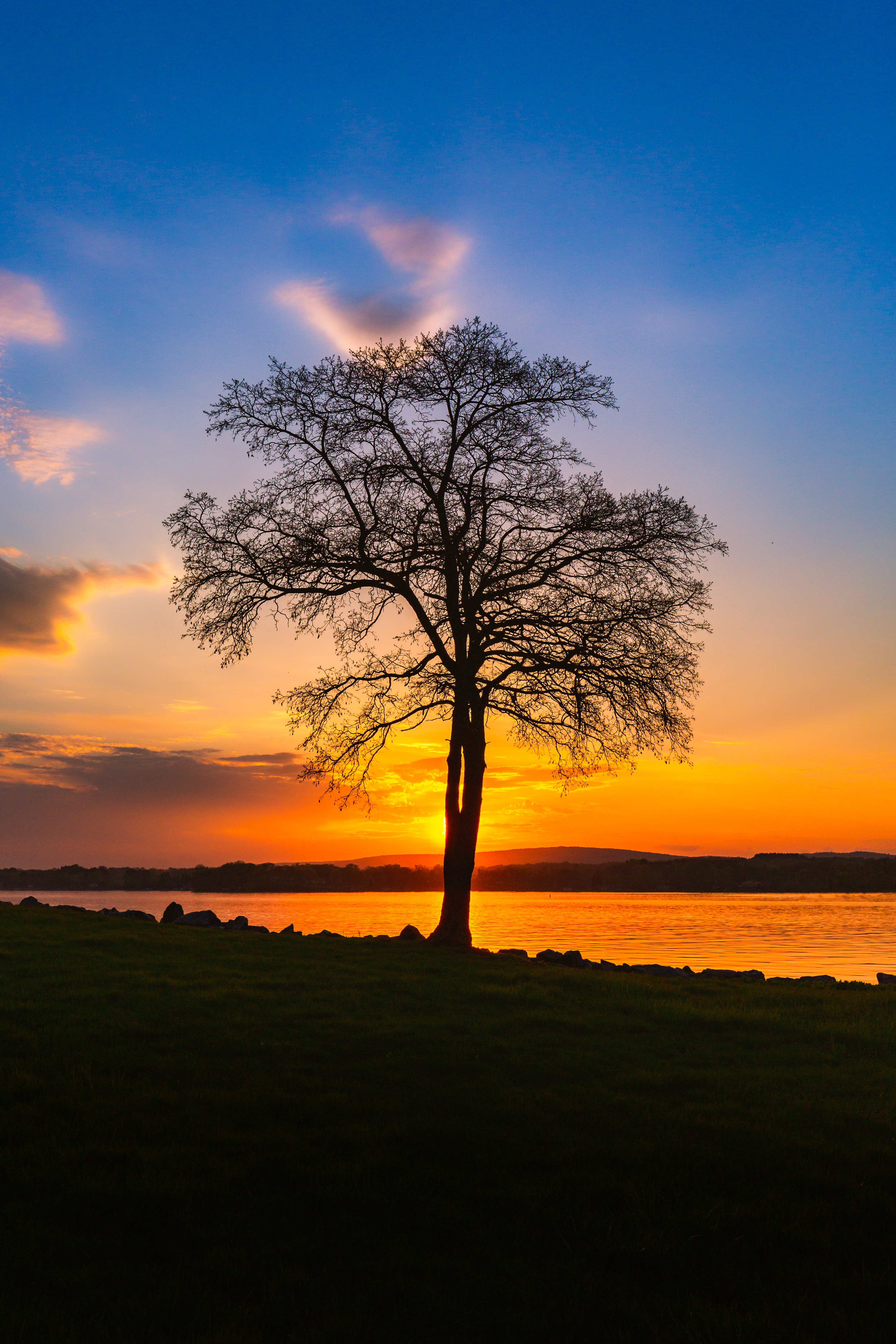 sunset, wood, nature, landscape, lake, shore, bank, tree, evening phone background