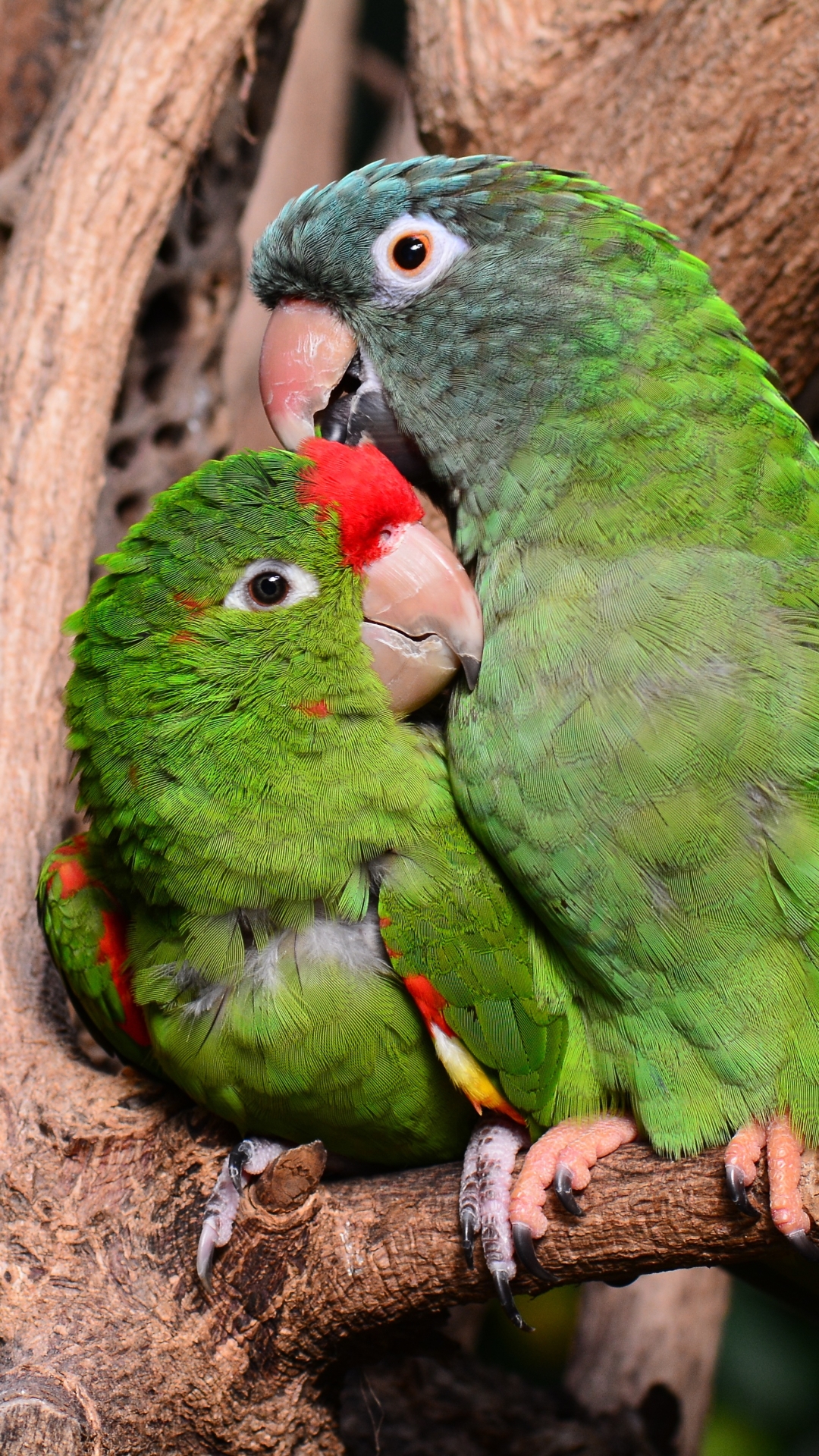 Téléchargez des papiers peints mobile Animaux, Oiseau, Des Oiseaux, Perroquet gratuitement.