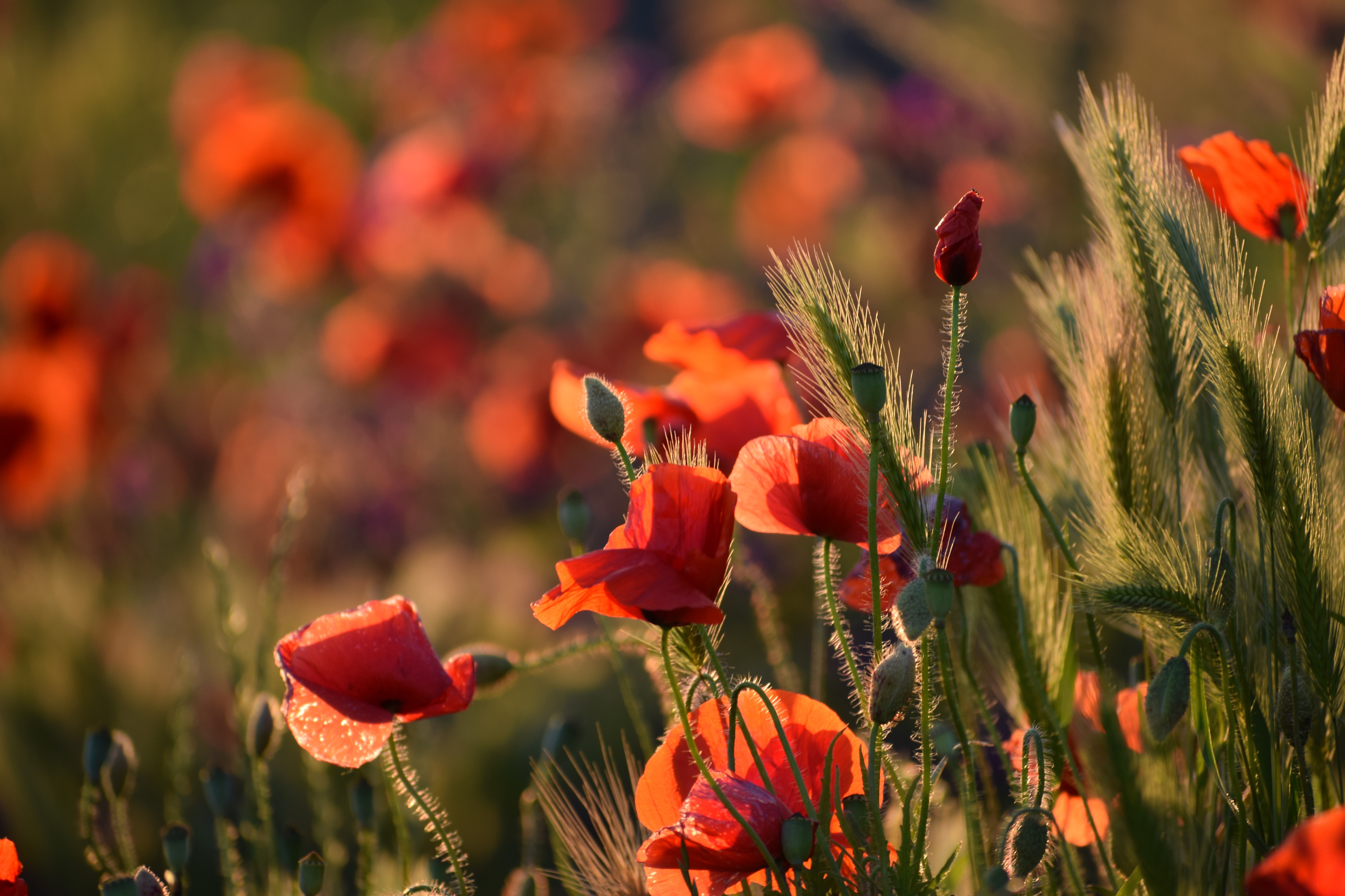 Téléchargez des papiers peints mobile Fleurs, Fleur, Coquelicot, Fleur Rouge, La Nature, Terre/nature gratuitement.